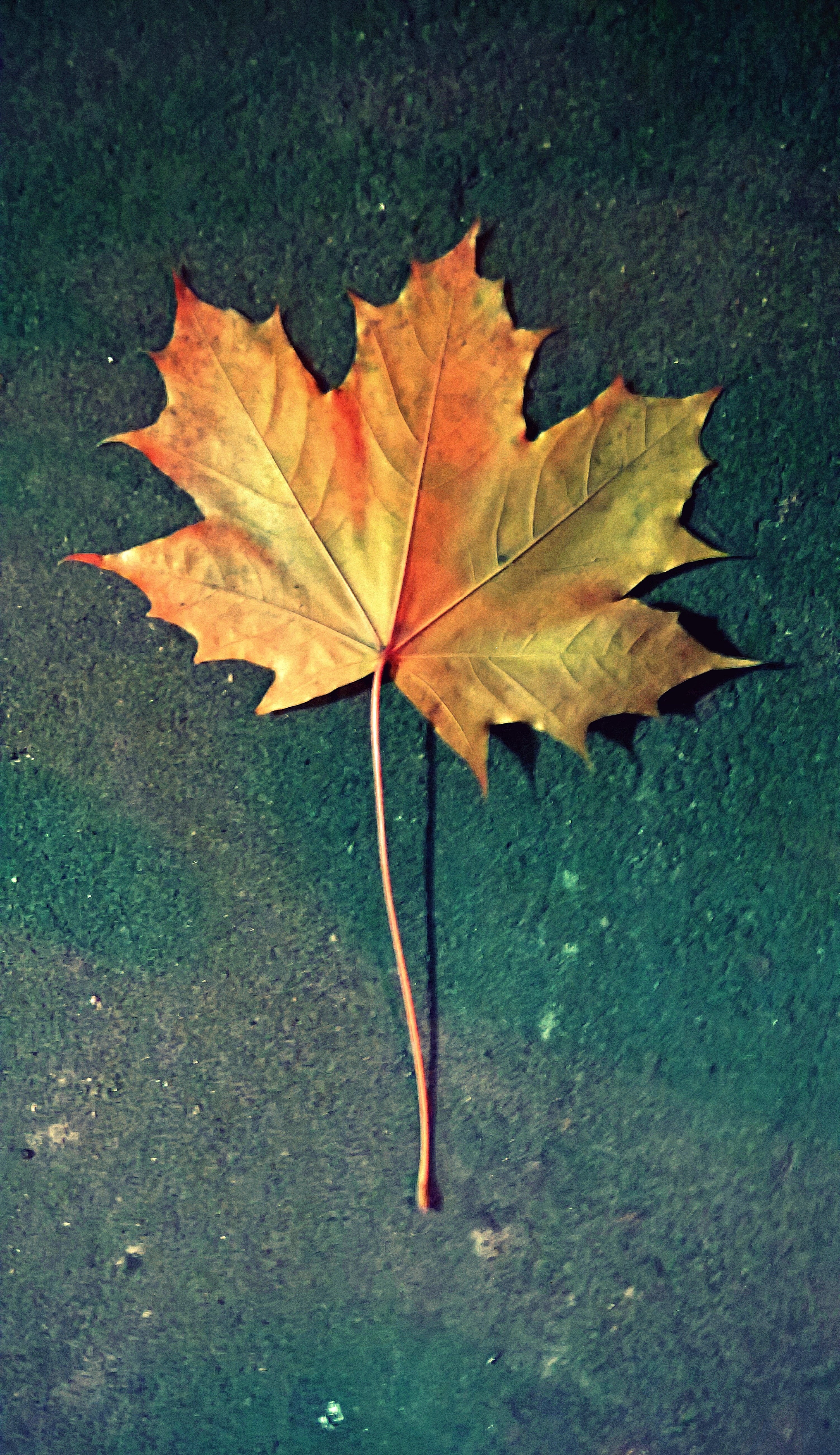 Обои природа, фон, осень, разное, кленовый лист, золотой, nature, background, autumn, different, maple leaf, gold разрешение 3008x5210 Загрузить