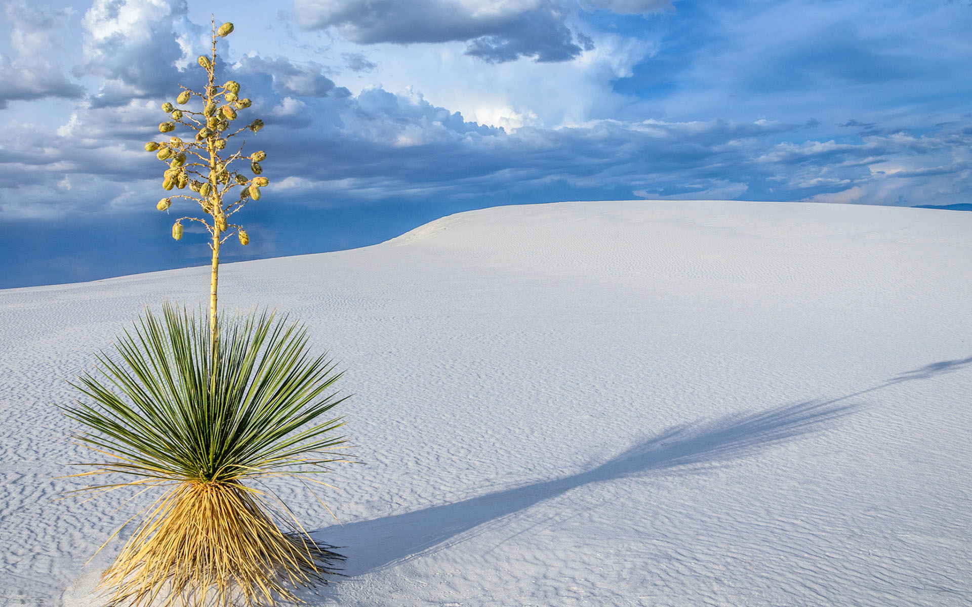 Обои пейзаж, песок, пустыня, растение, дюны, sanjay_bhat, пустныня, landscape, sand, desert, plant, dunes, pustina разрешение 1920x1200 Загрузить