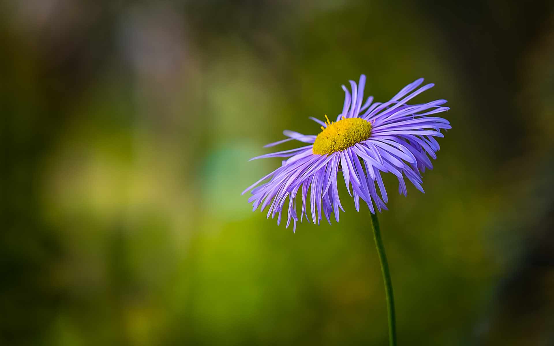 Обои цветок, лепестки, размытость, стебель, боке, flower, petals, blur, stem, bokeh разрешение 1920x1200 Загрузить