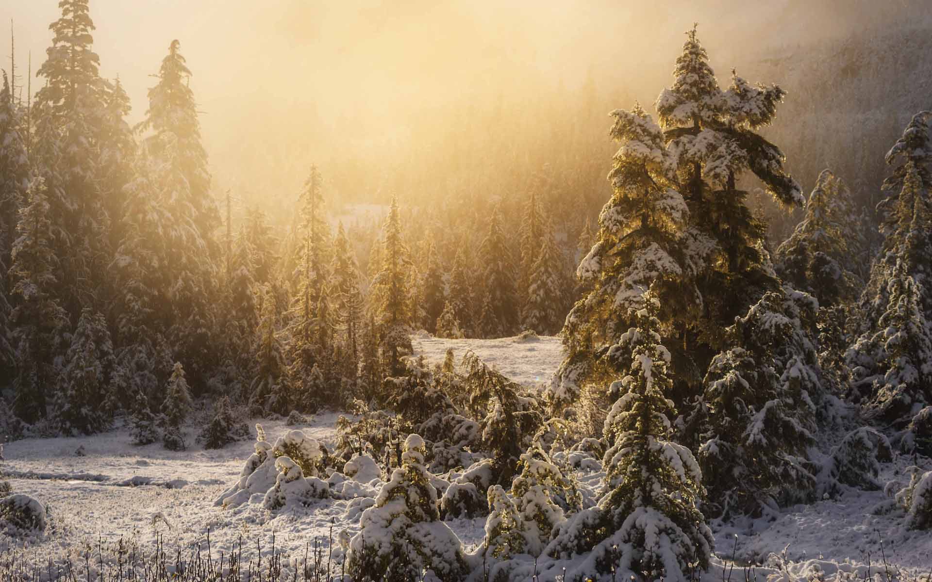 Обои деревья, снег, природа, лес, зима, туман, trees, snow, nature, forest, winter, fog разрешение 1920x1200 Загрузить