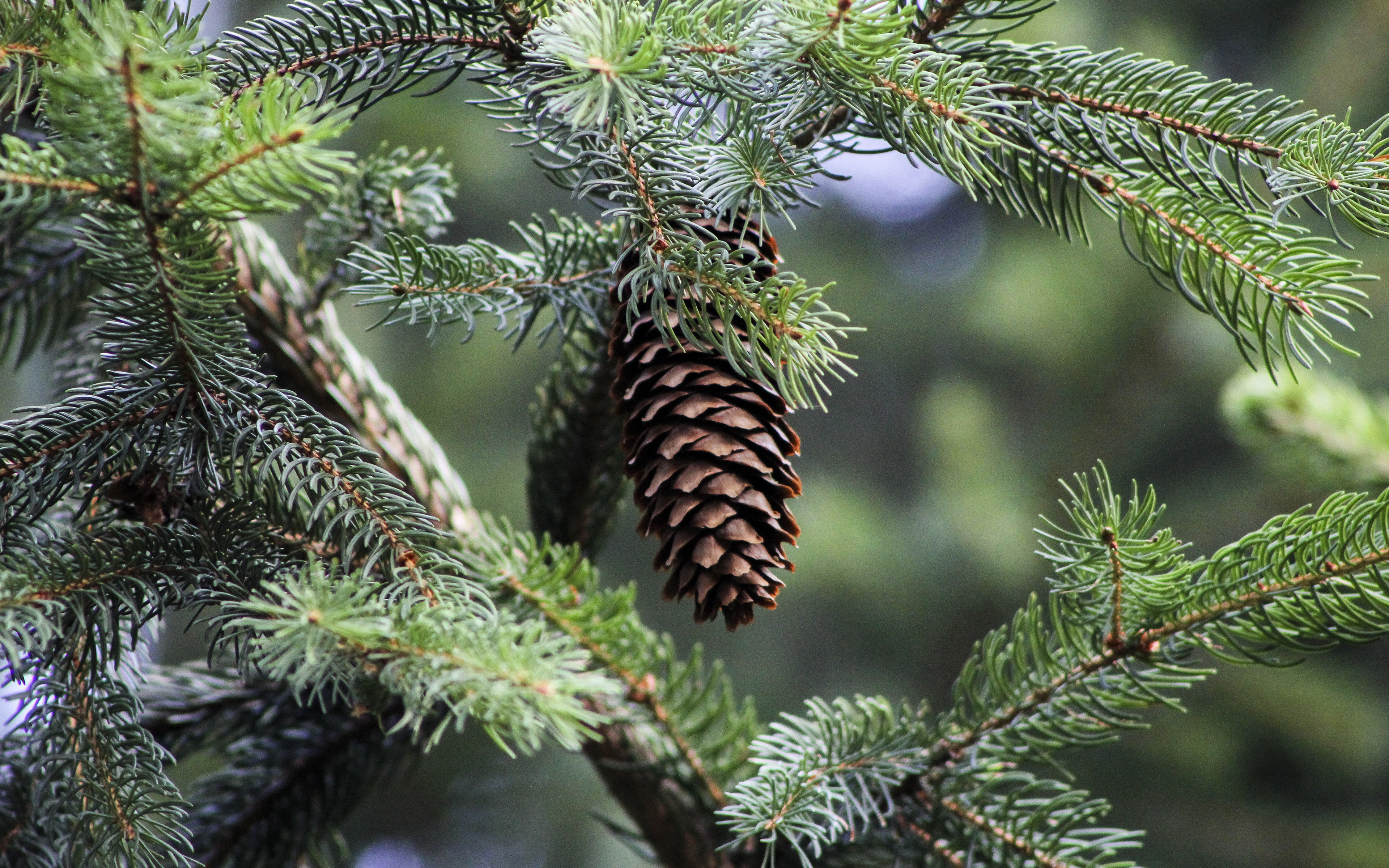 Обои природа, хвоя, макро, ветки, размытость, ель, шишки, nature, needles, macro, branches, blur, spruce, bumps разрешение 3840x2400 Загрузить