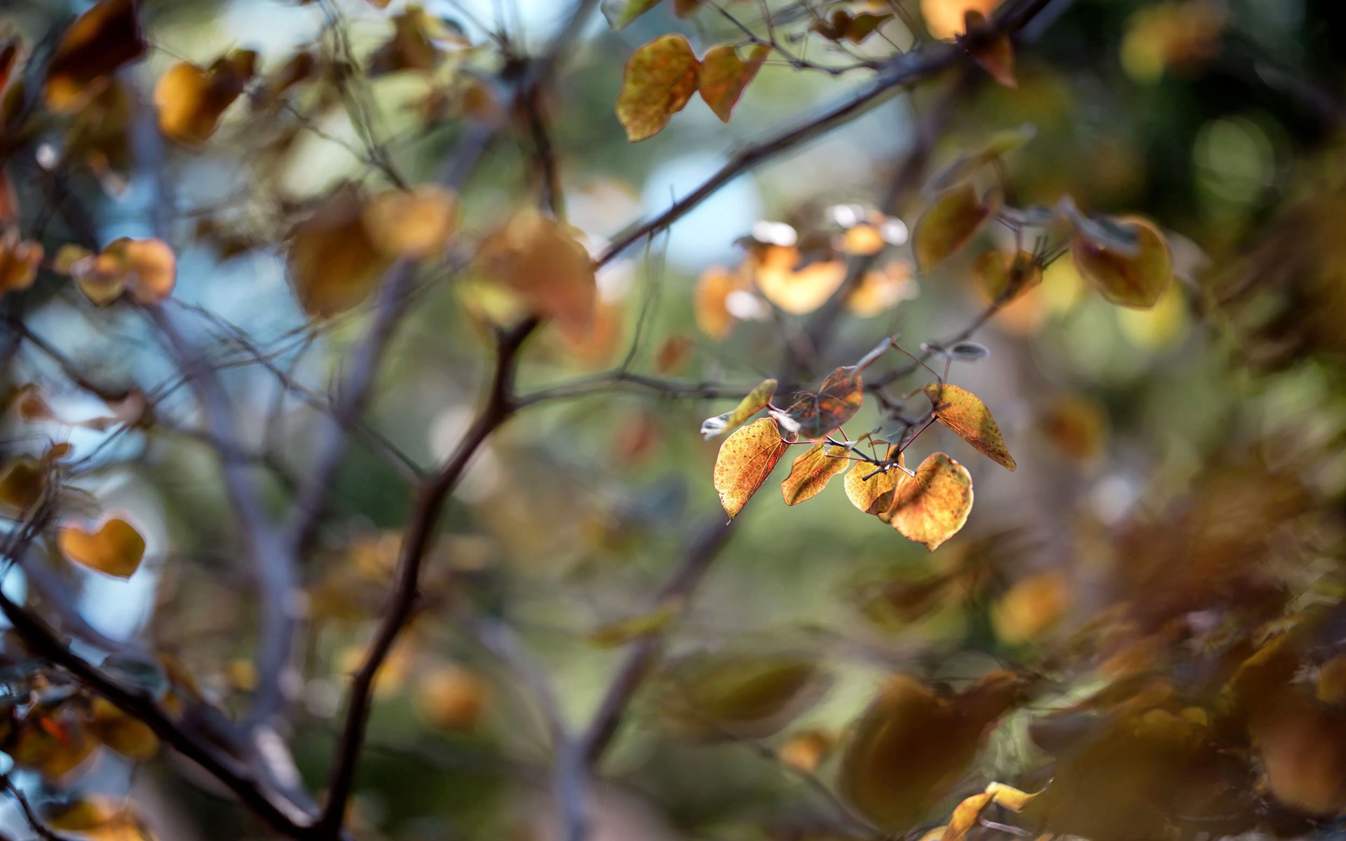 Обои листья, макро, ветки, осень, размытость, leaves, macro, branches, autumn, blur разрешение 1920x1200 Загрузить