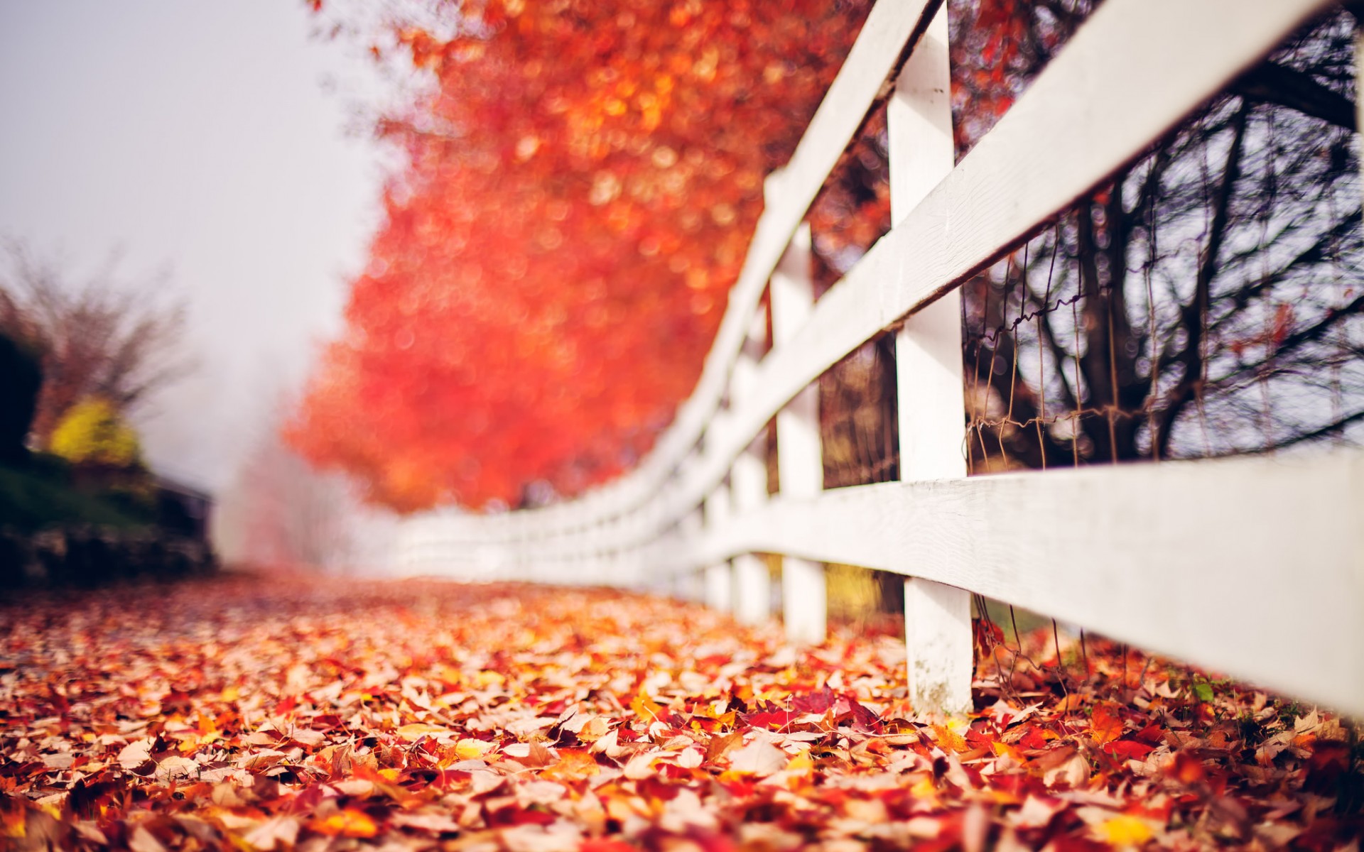 Обои листья, макро, осень, забор, боке, leaves, macro, autumn, the fence, bokeh разрешение 1920x1200 Загрузить