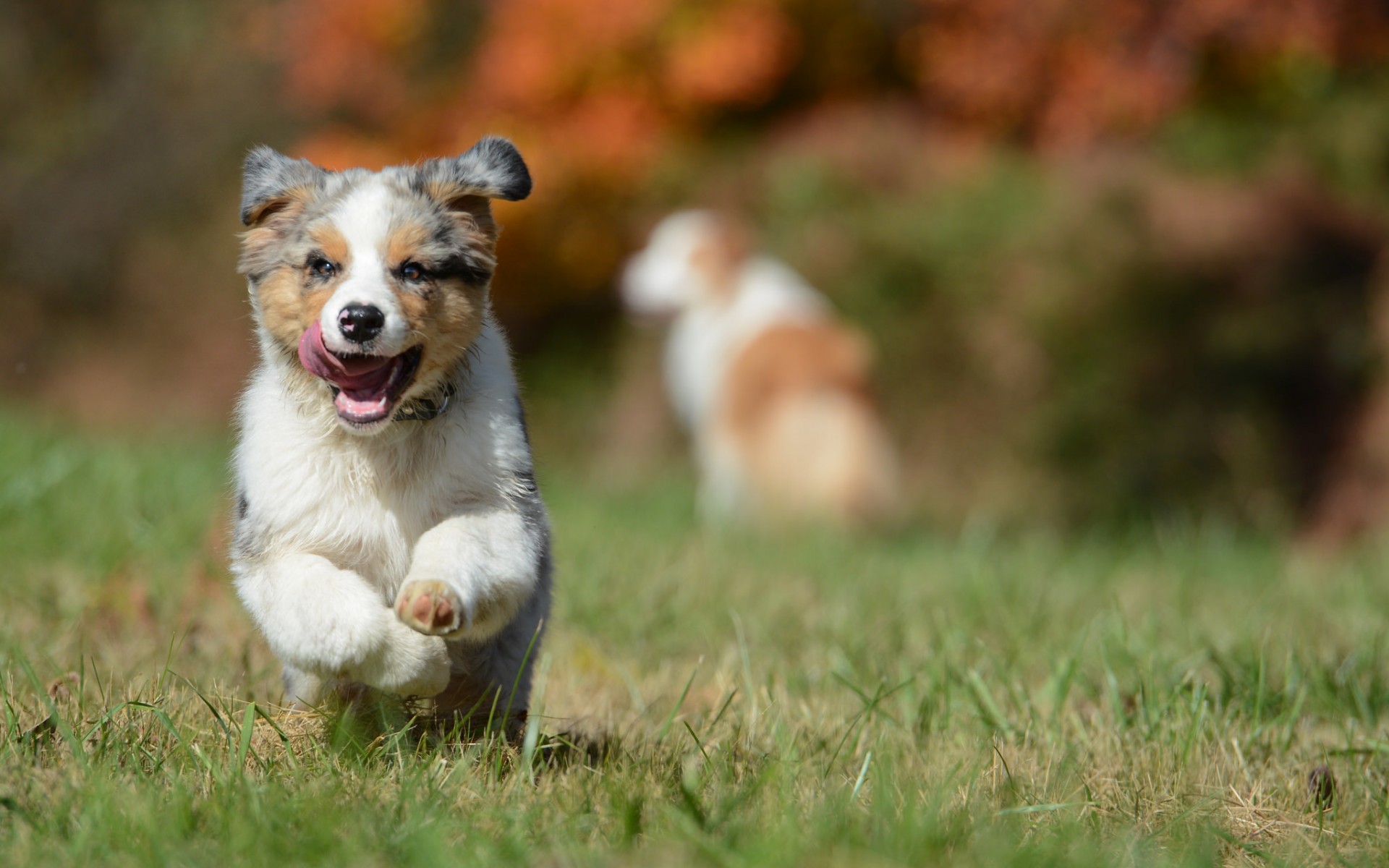 Обои собака, щенок, австралийская овчарка, аусси, dog, puppy, australian shepherd, aussie разрешение 1920x1200 Загрузить