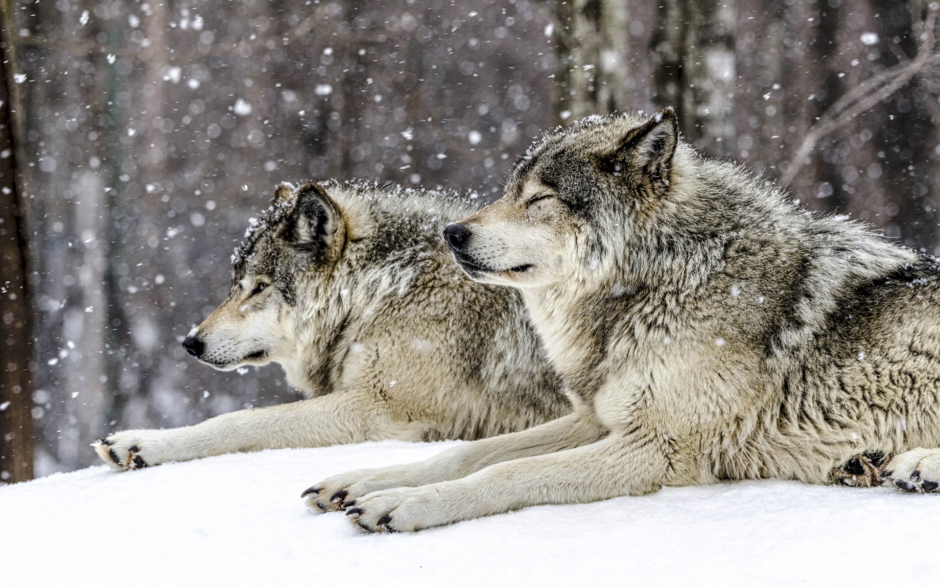 Обои снег, лес, зима, хищники, волки, snow, forest, winter, predators, wolves разрешение 1920x1200 Загрузить