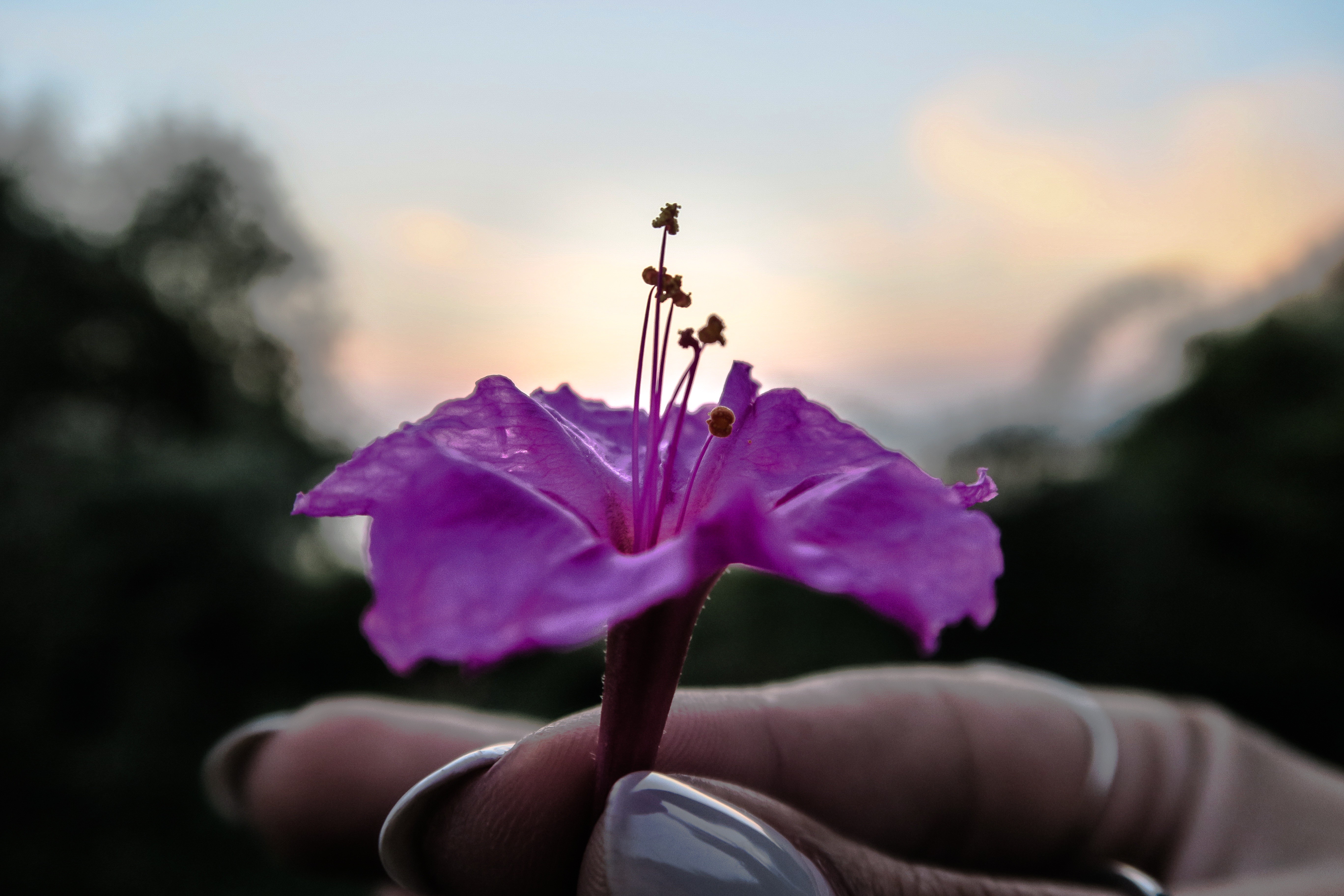 Обои рука, цветок, лепестки, фиолетовый, пальцы, маникюр, hand, flower, petals, purple, fingers, manicure разрешение 5472x3648 Загрузить