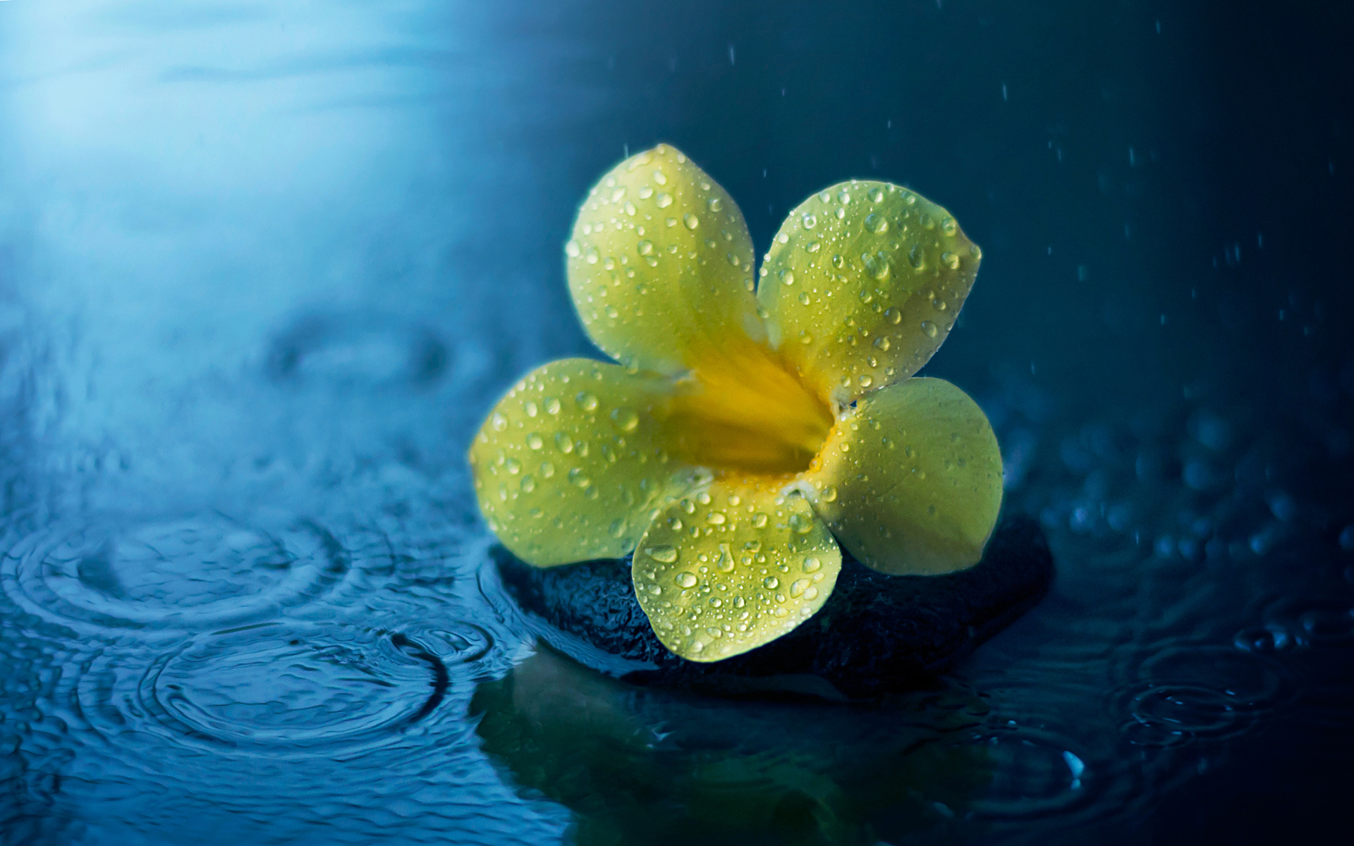 Обои цветок, капли, дождь, лужа, алламанда, flower, drops, rain, puddle, allamanda разрешение 1920x1200 Загрузить