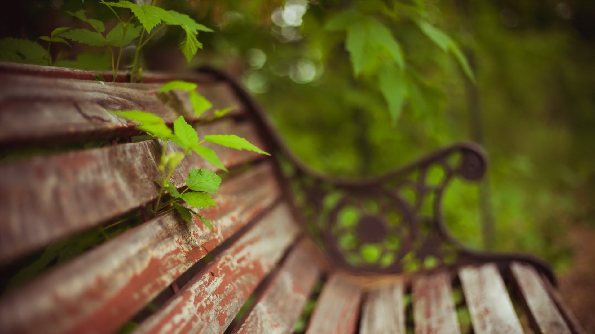 Обои листья, макро, скамейка, растение, leaves, macro, bench, plant разрешение 1920x1080 Загрузить