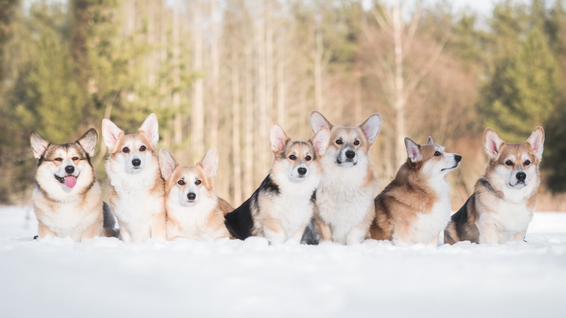 Обои снег, зима, друзья, собаки, вельш-корги, корги, пемброк, snow, winter, friends, dogs, welsh corgi, corgi, pembroke разрешение 1920x1080 Загрузить