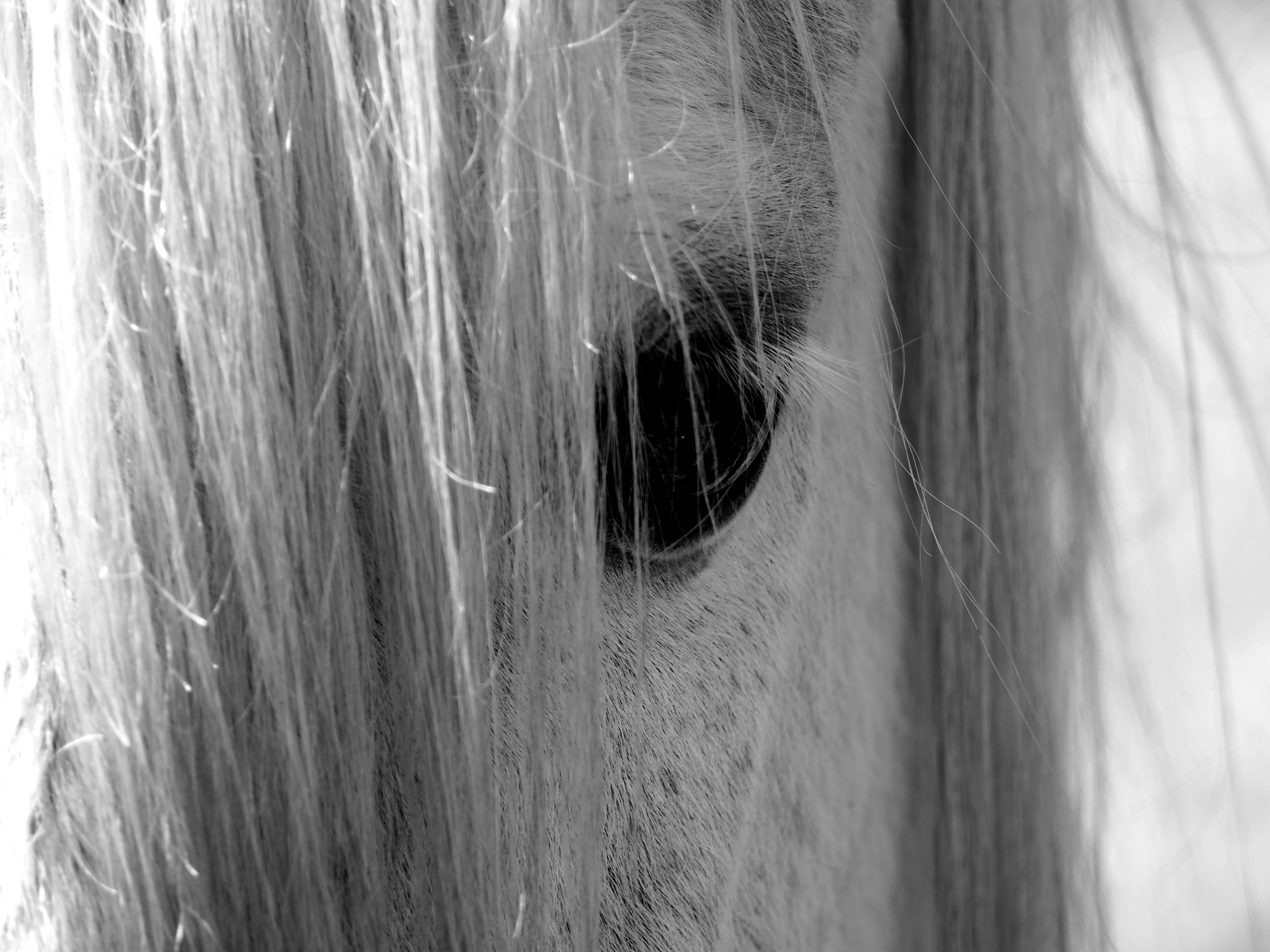Обои лошадь, взгляд, чёрно-белое, глаз, конь, грива, nino plutino, horse, look, black and white, eyes, mane разрешение 4608x3456 Загрузить