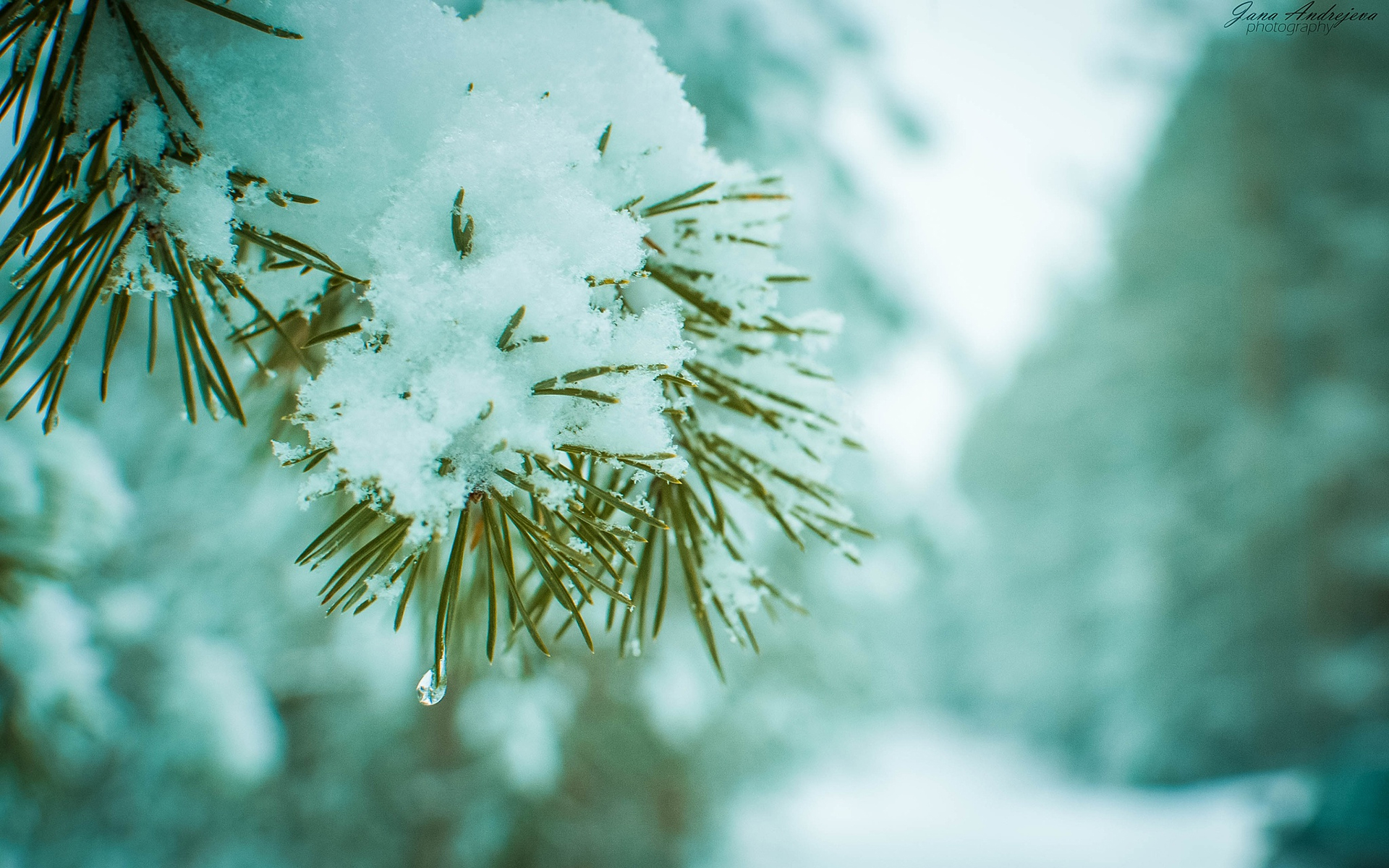 Обои ветка, снег, хвоя, зима, макро, сосна, branch, snow, needles, winter, macro, pine разрешение 1920x1200 Загрузить