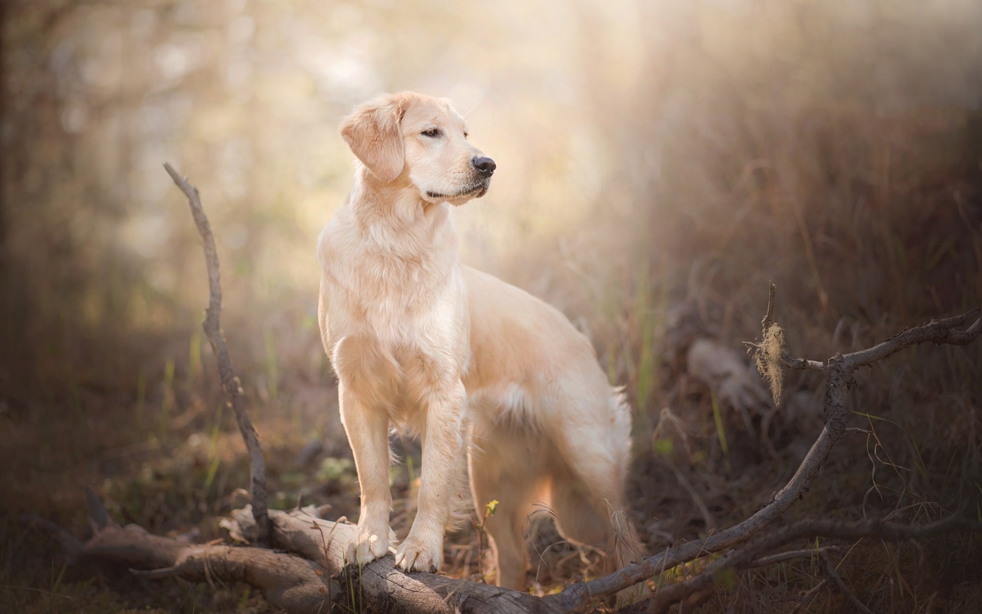 Обои ветки, собака, боке, золотистый ретривер, branches, dog, bokeh, golden retriever разрешение 1920x1200 Загрузить
