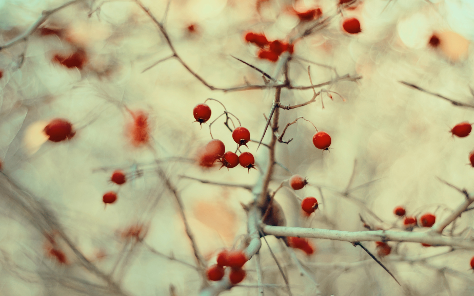 Обои природа, макро, ветки, размытость, ягоды, плоды, nature, macro, branches, blur, berries, fruit разрешение 1920x1200 Загрузить