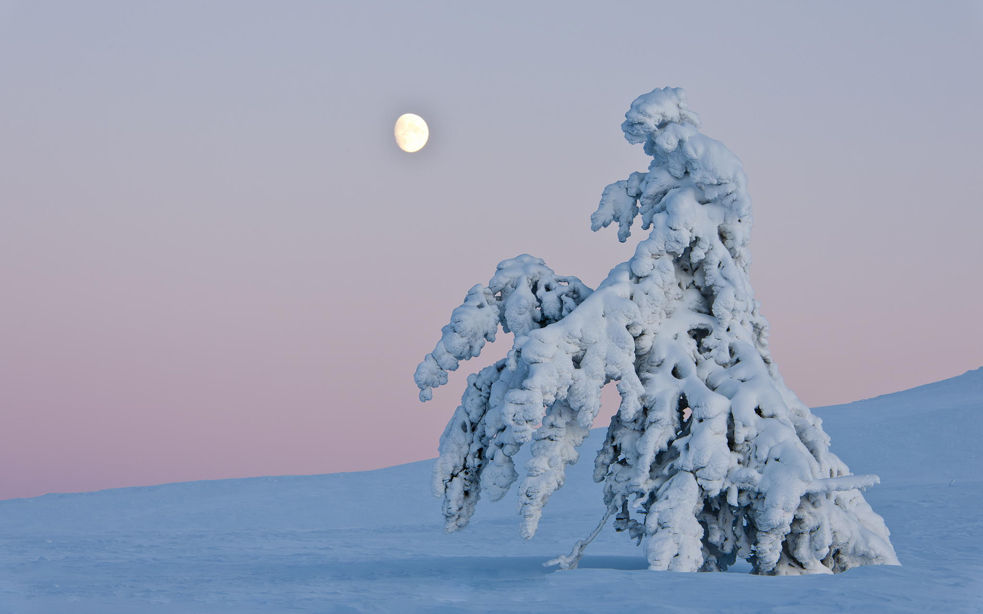 Обои небо, деревья, снег, природа, зима, пейзаж, горизонт, сугроб, the sky, trees, snow, nature, winter, landscape, horizon, the snow разрешение 1920x1200 Загрузить