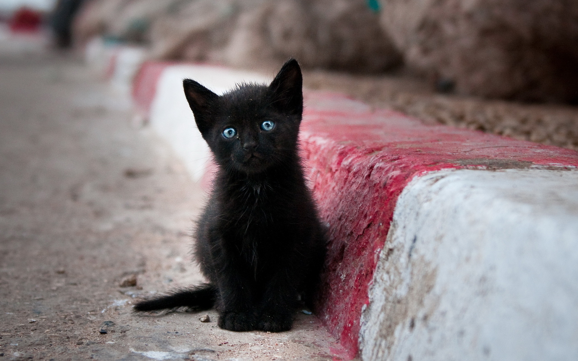 Обои кот, мордочка, усы, кошка, взгляд, котенок, черный, cat, muzzle, mustache, look, kitty, black разрешение 1920x1200 Загрузить