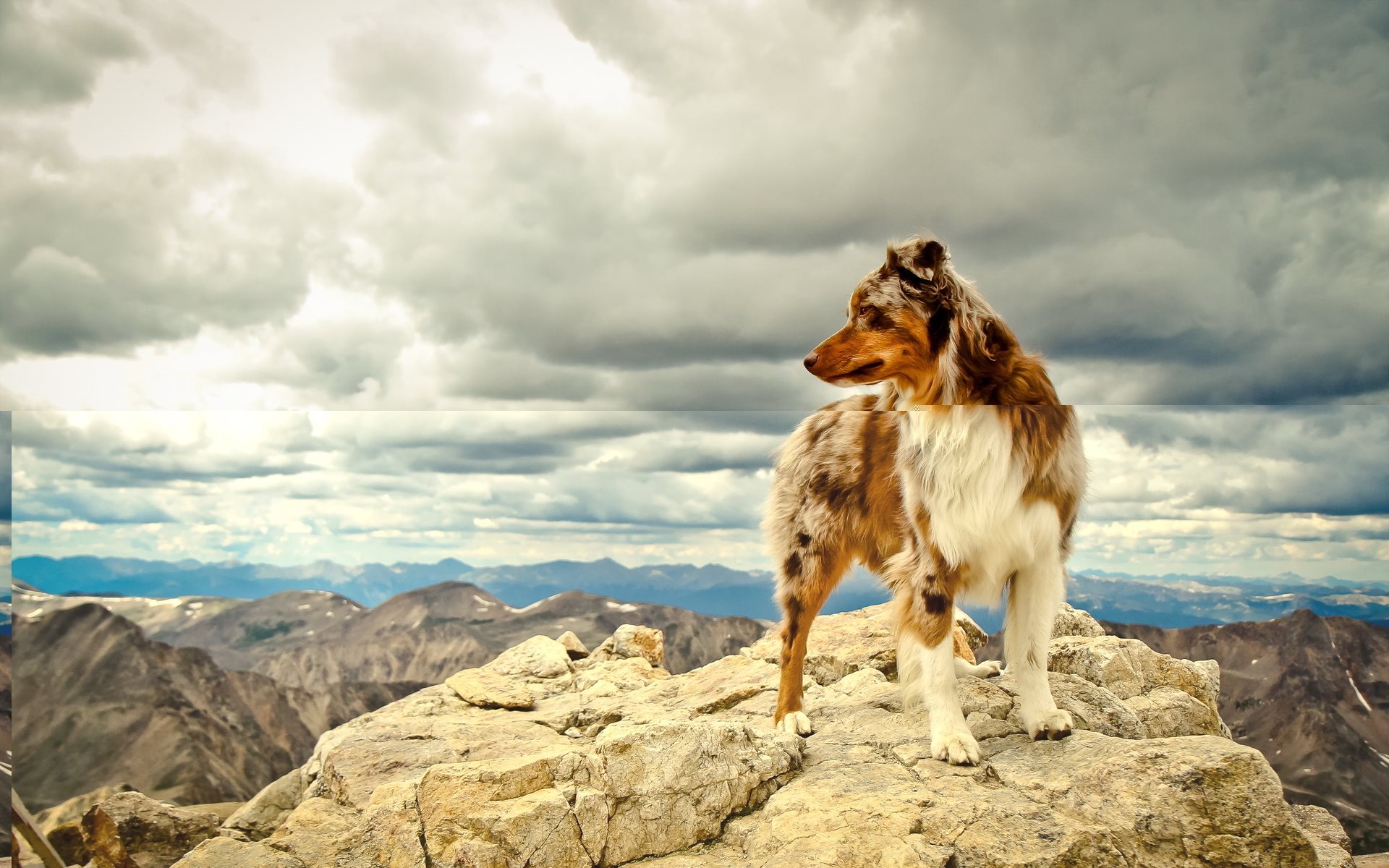 Обои небо, облака, горы, собака, австралийская овчарка, the sky, clouds, mountains, dog, australian shepherd разрешение 1920x1200 Загрузить