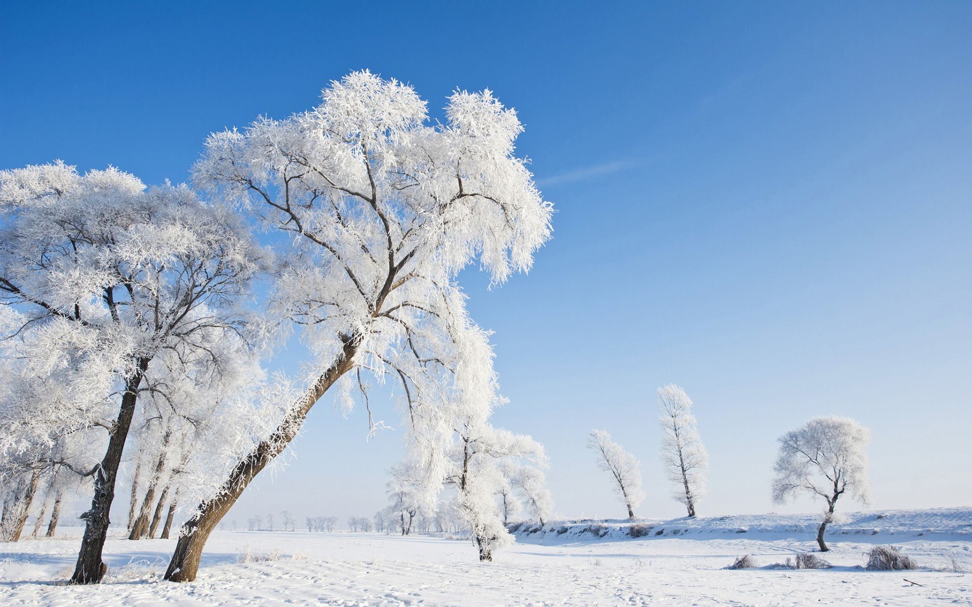 Обои небо, деревья, природа, зима, пейзаж, иней, the sky, trees, nature, winter, landscape, frost разрешение 1920x1200 Загрузить