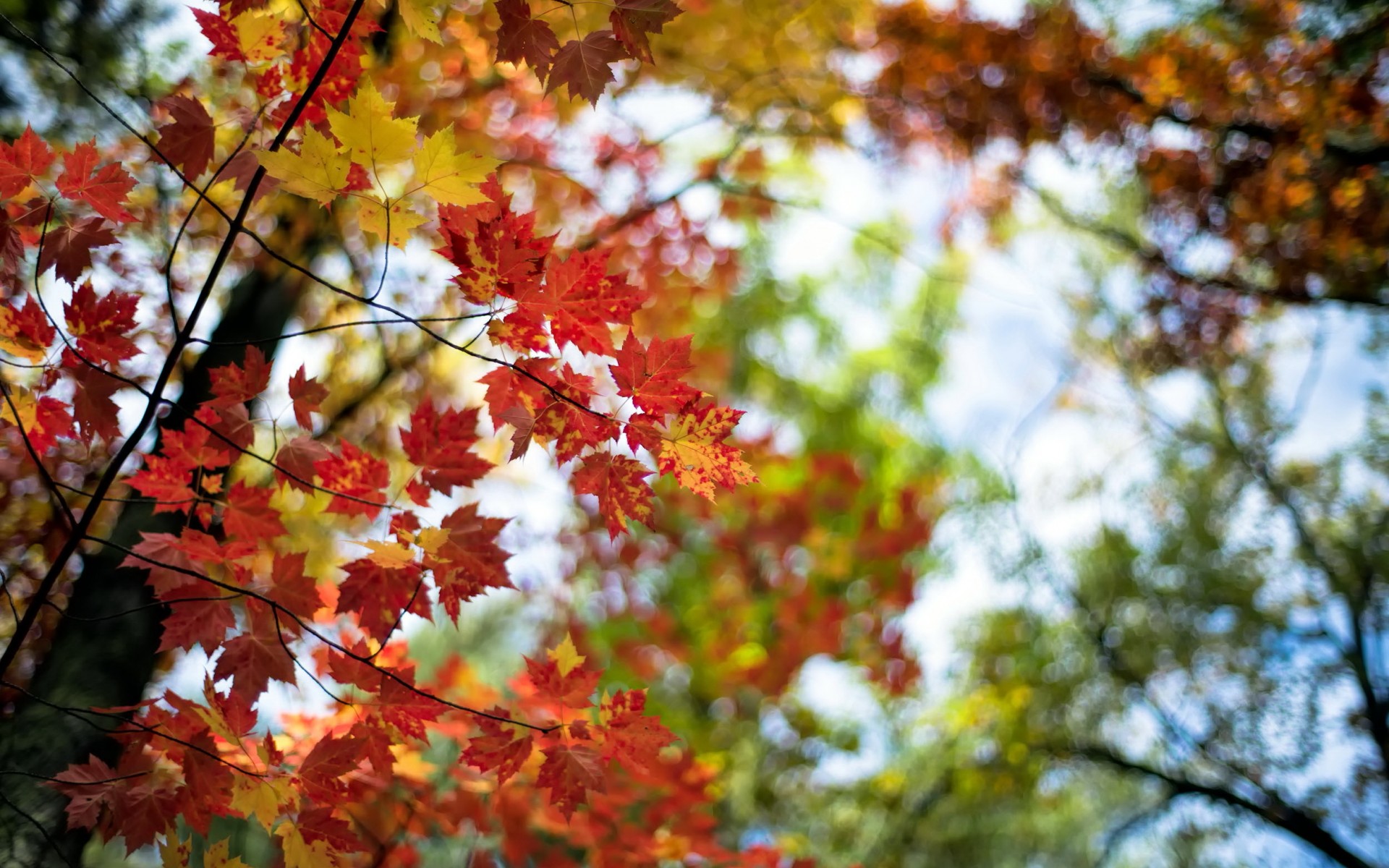 Обои листья, макро, ветки, осень, leaves, macro, branches, autumn разрешение 1920x1200 Загрузить
