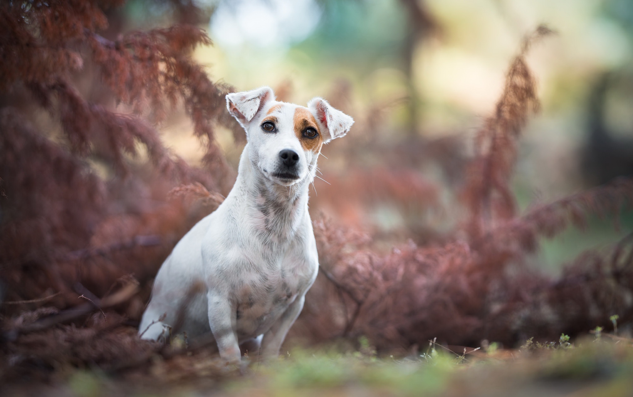 Обои мордочка, взгляд, собака, джек-рассел-терьер, muzzle, look, dog, jack russell terrier разрешение 2048x1284 Загрузить