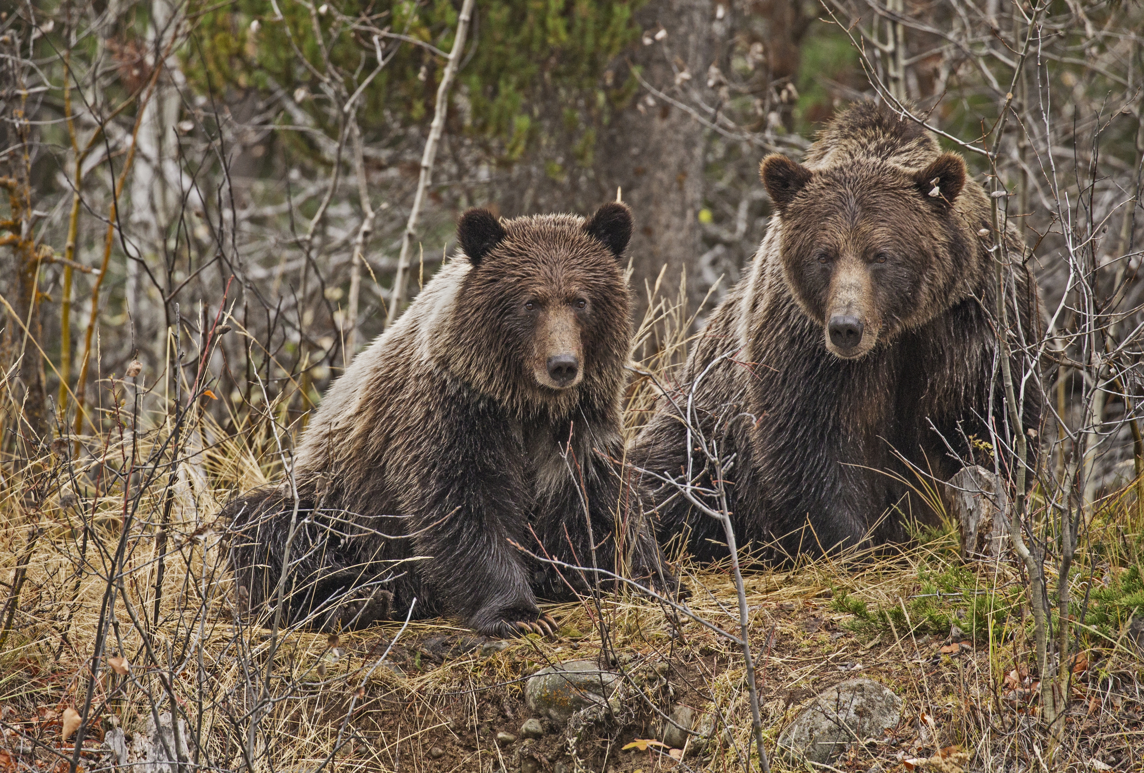 Обои лес, медведь, хищник, медведи, forest, bear, predator, bears разрешение 4000x2702 Загрузить