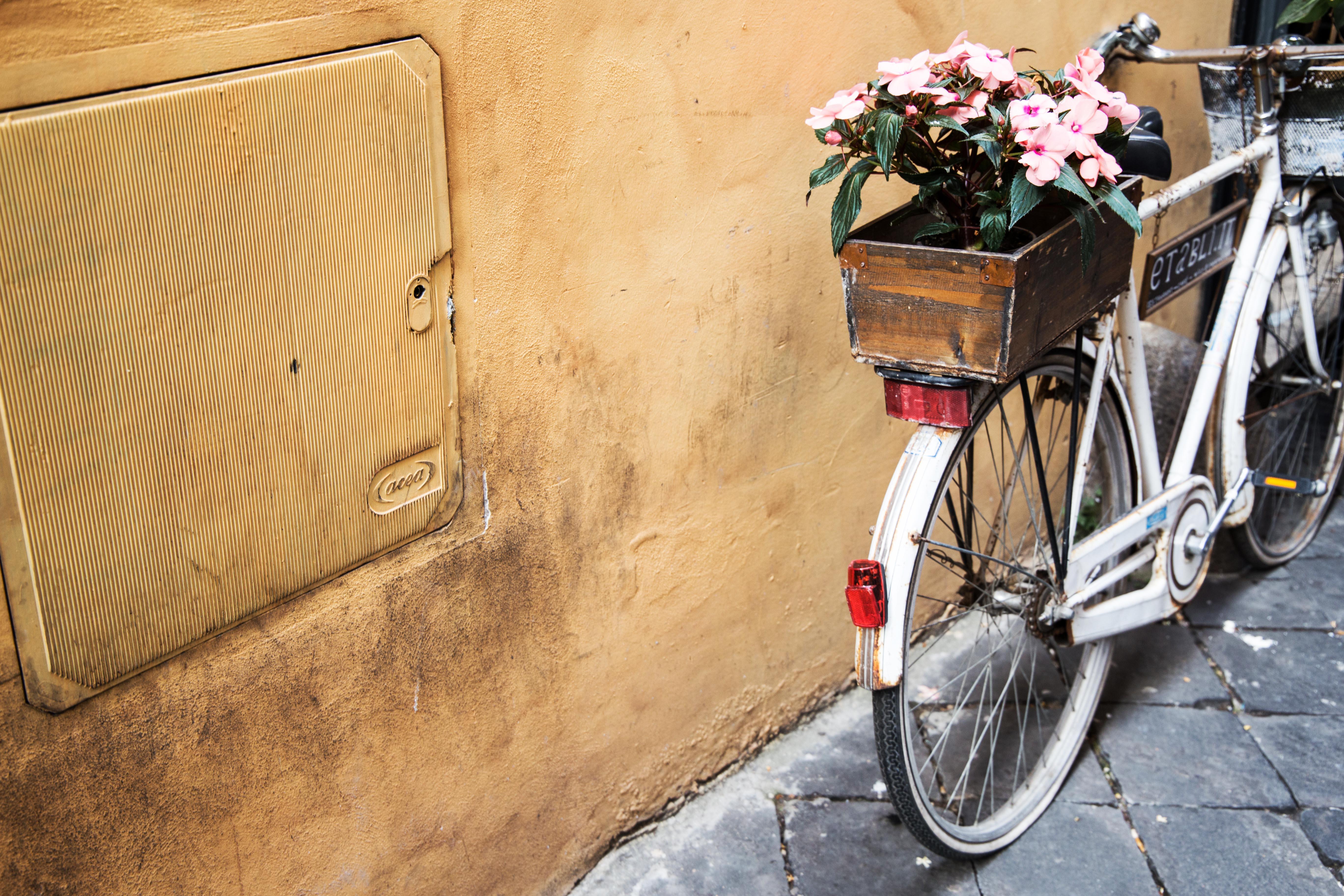 Обои цветы, велосипед, ящик, flowers, bike, box разрешение 5472x3648 Загрузить