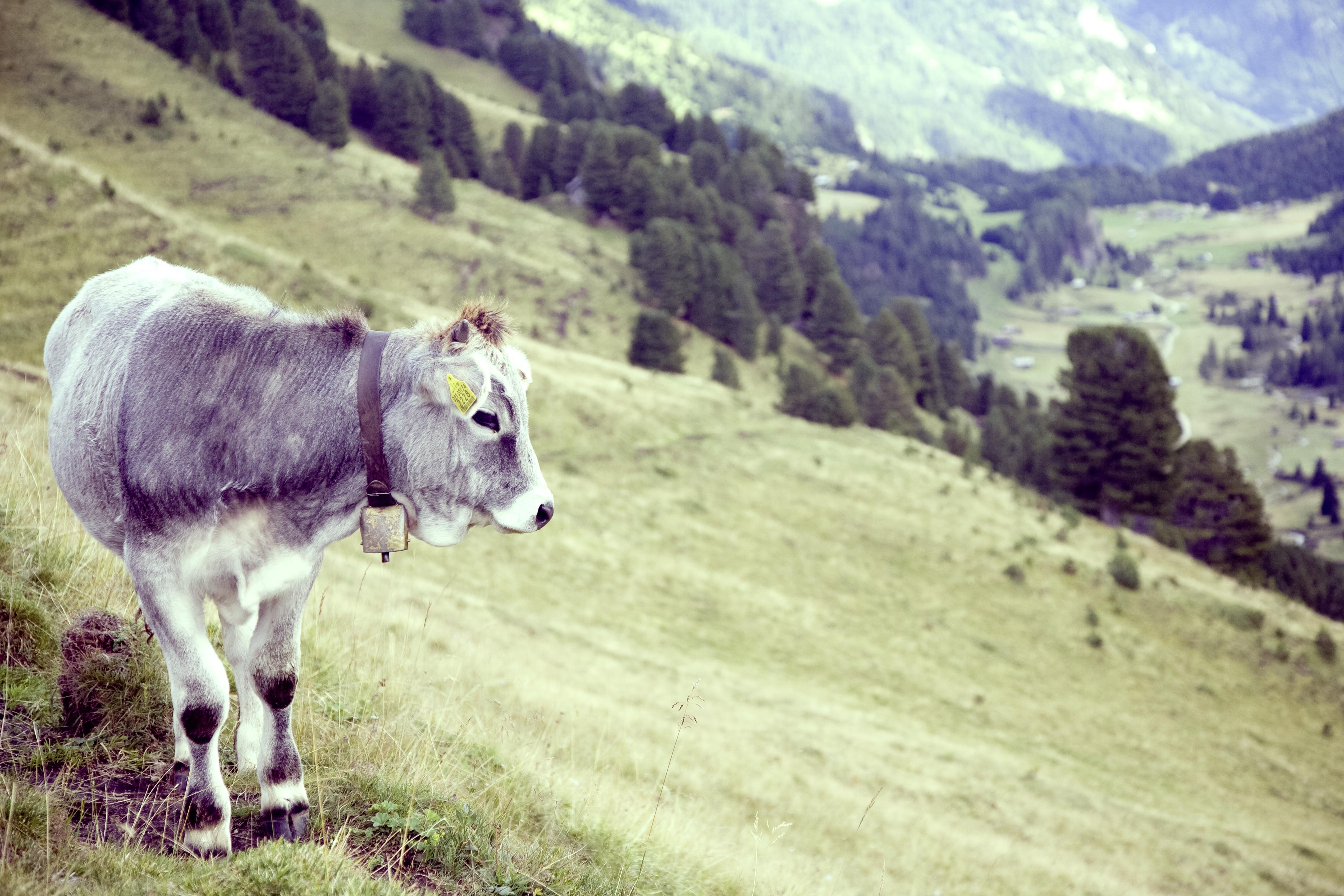 Обои трава, деревья, рога, корова, бык, grass, trees, horns, cow, bull разрешение 4368x2912 Загрузить