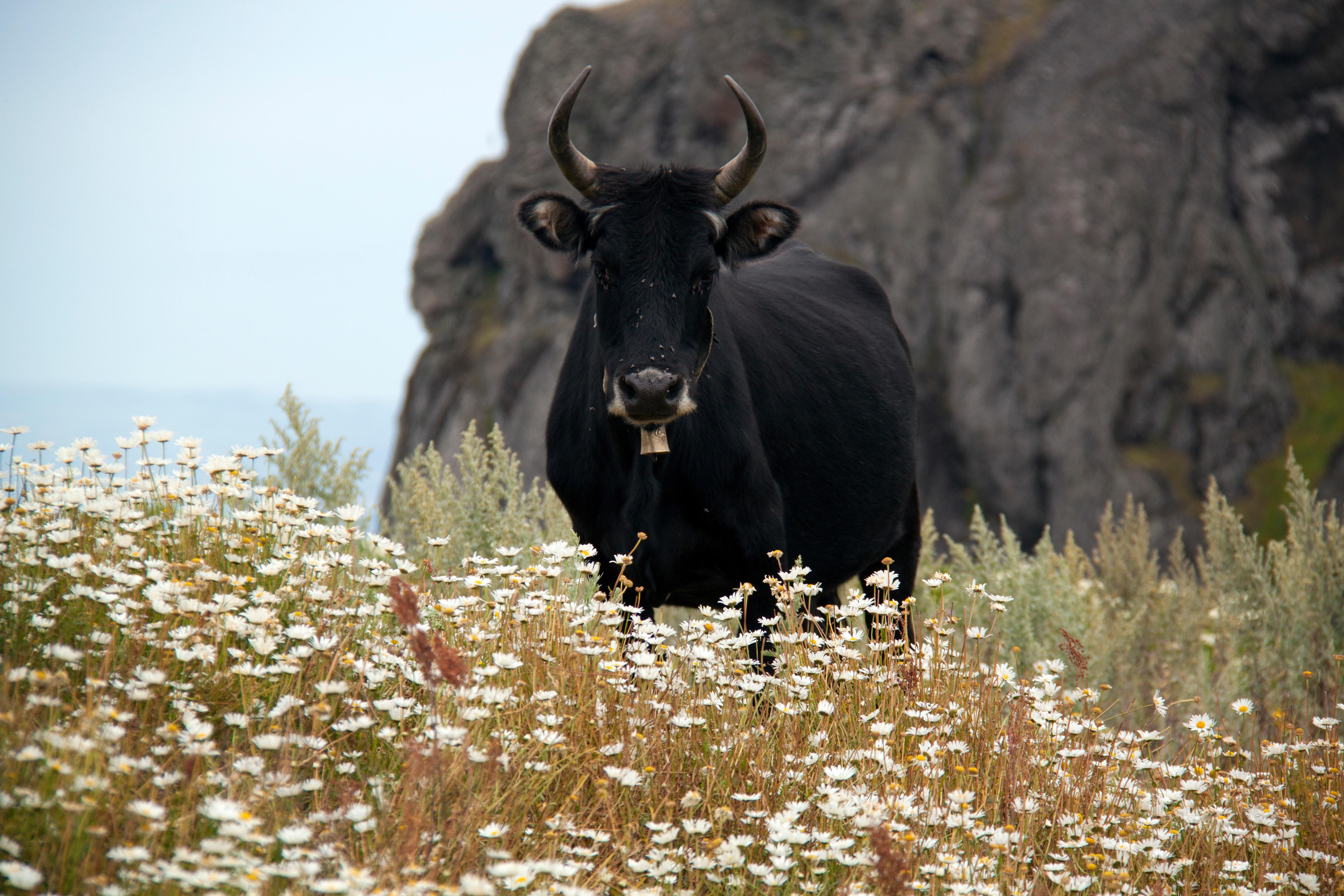 Обои ромашки, рога, корова, полевые цветы, бык, chamomile, horns, cow, wildflowers, bull разрешение 4752x3168 Загрузить