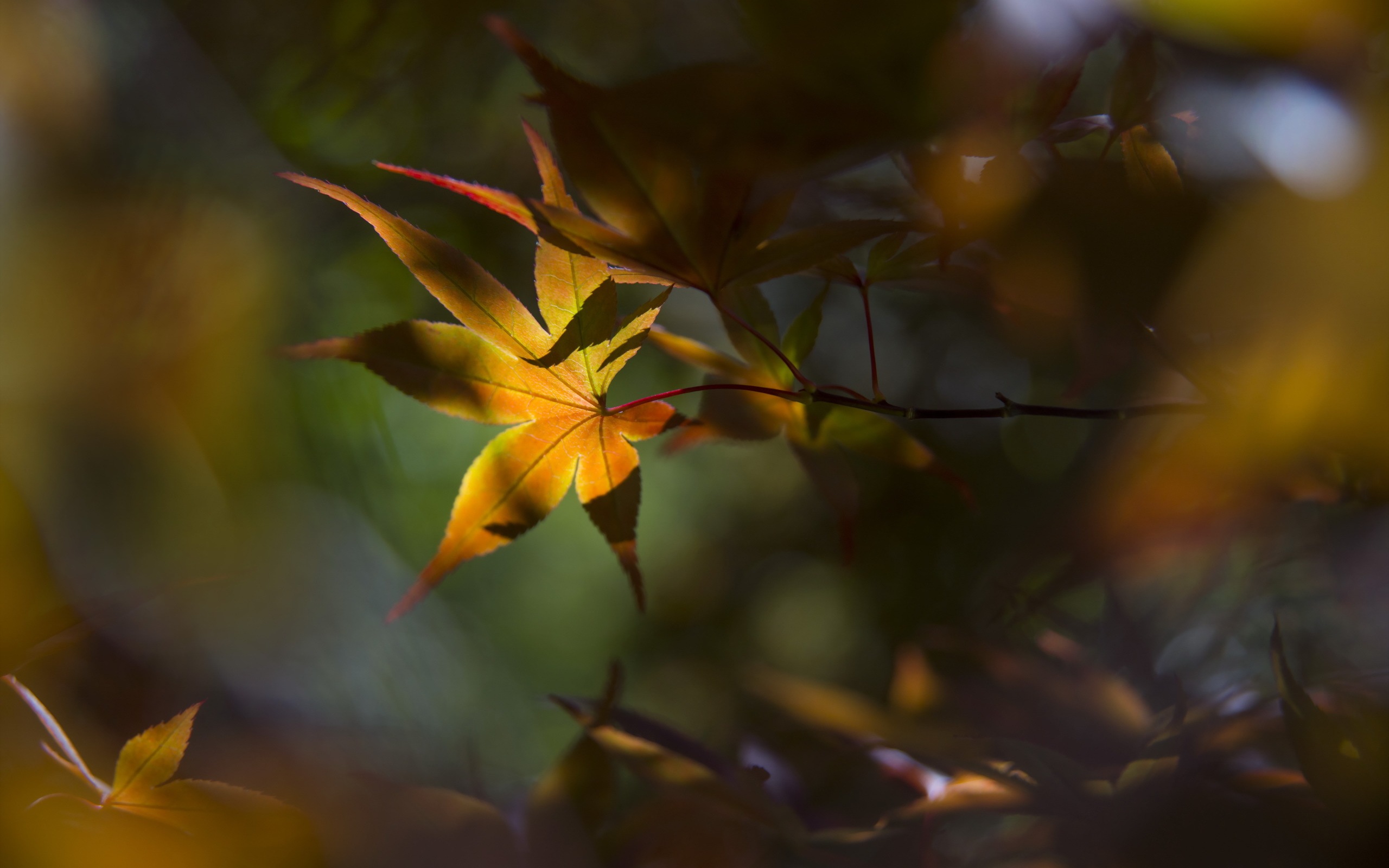 Осенний успокаивающий цветок