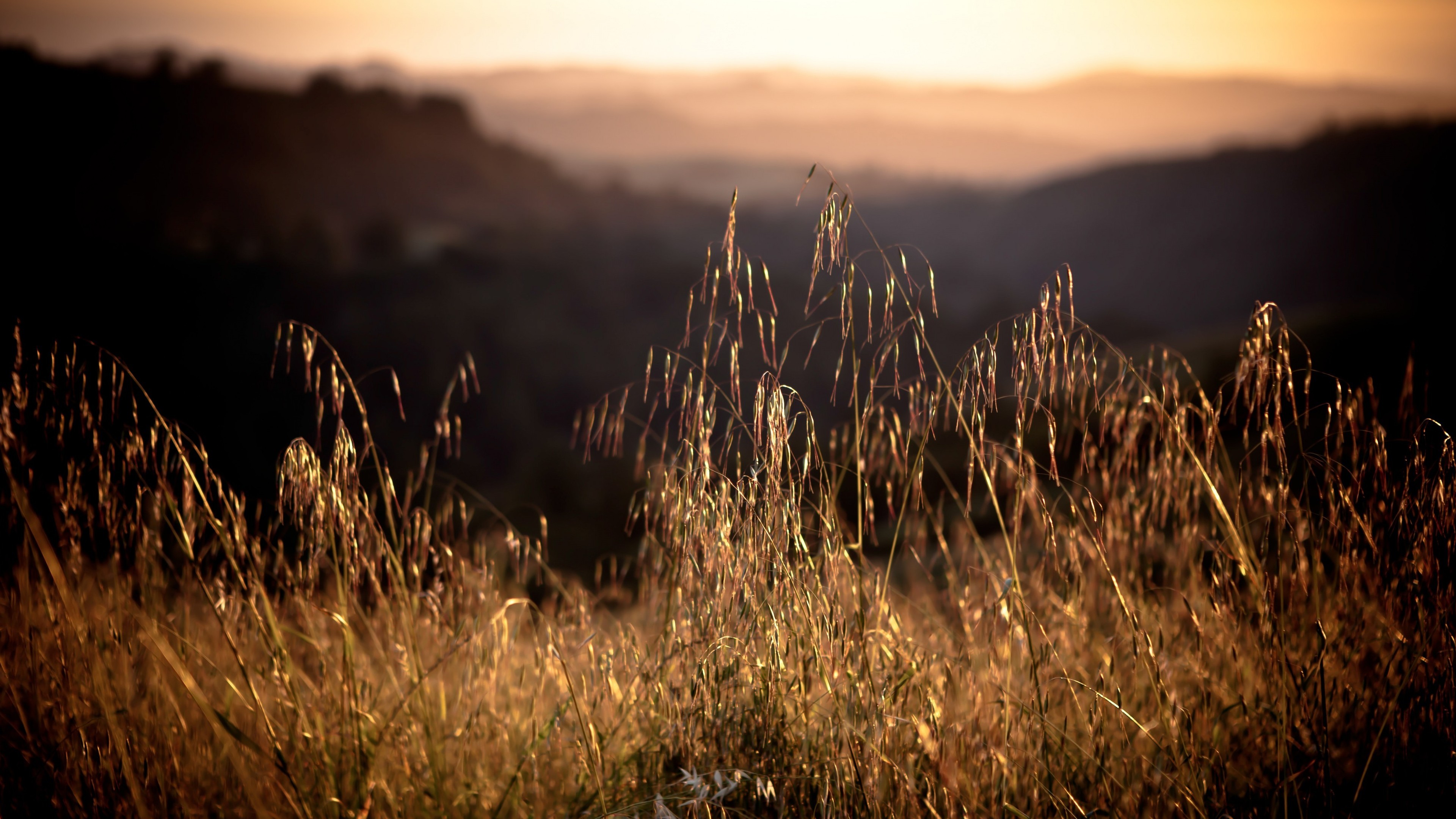 Обои трава, закат, поле, колоски, grass, sunset, field, spikelets разрешение 3840x2160 Загрузить