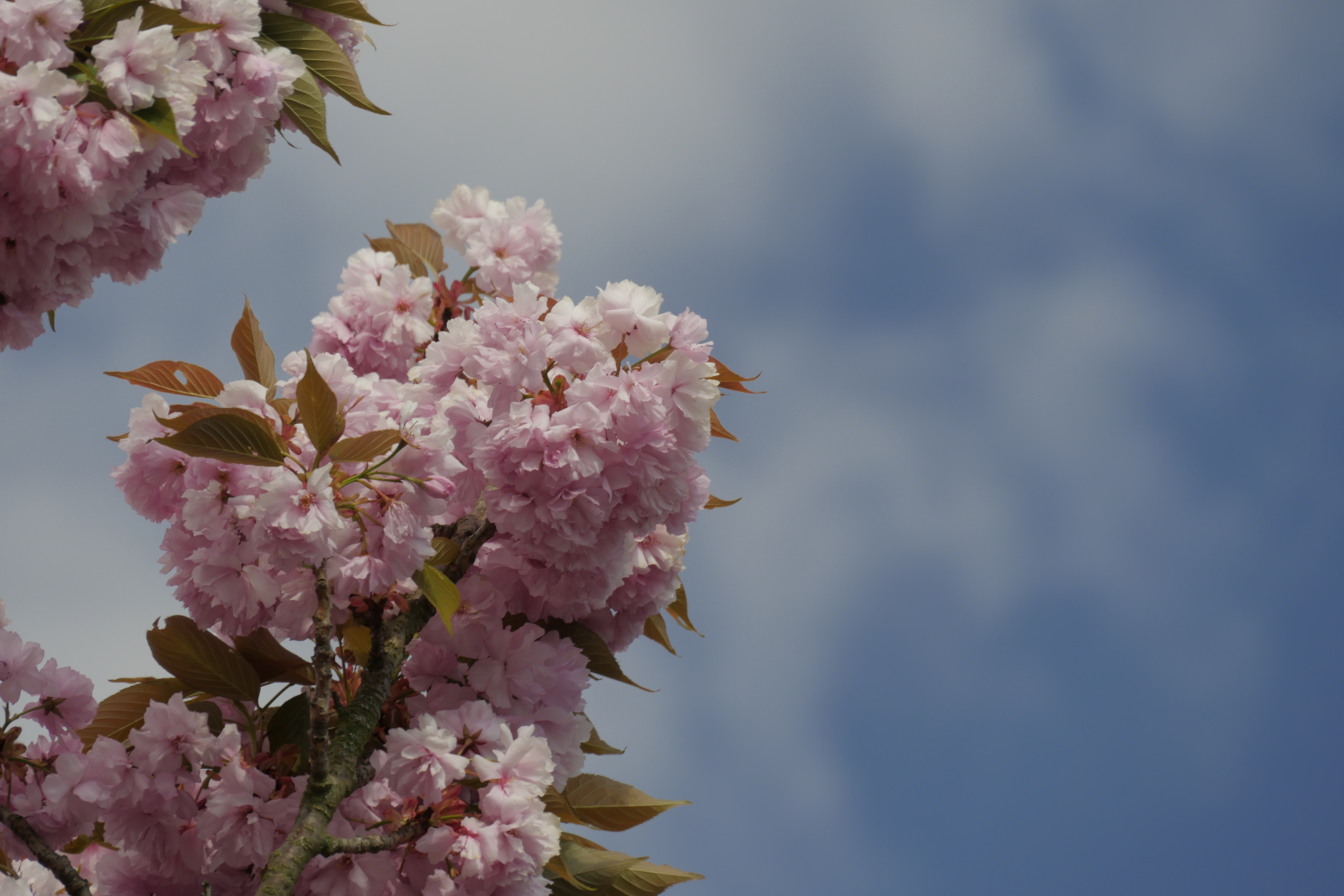 Обои небо, ветка, цветение, весна, вишня, розовые цветы, the sky, branch, flowering, spring, cherry, pink flowers разрешение 5184x3456 Загрузить