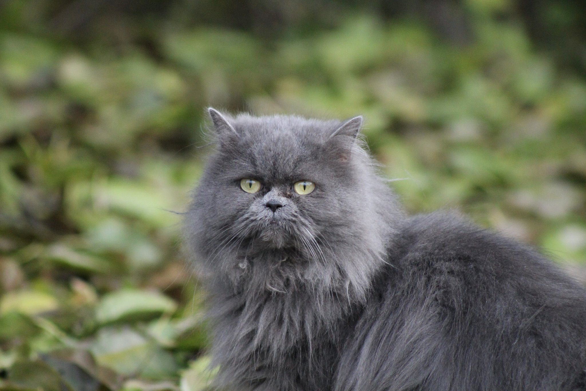 Что такое перс. Персидская голубая длинношерстная кошка. Персидская длинношерстная шиншилла. Персидский кот серый. Дымчатый полуперс.