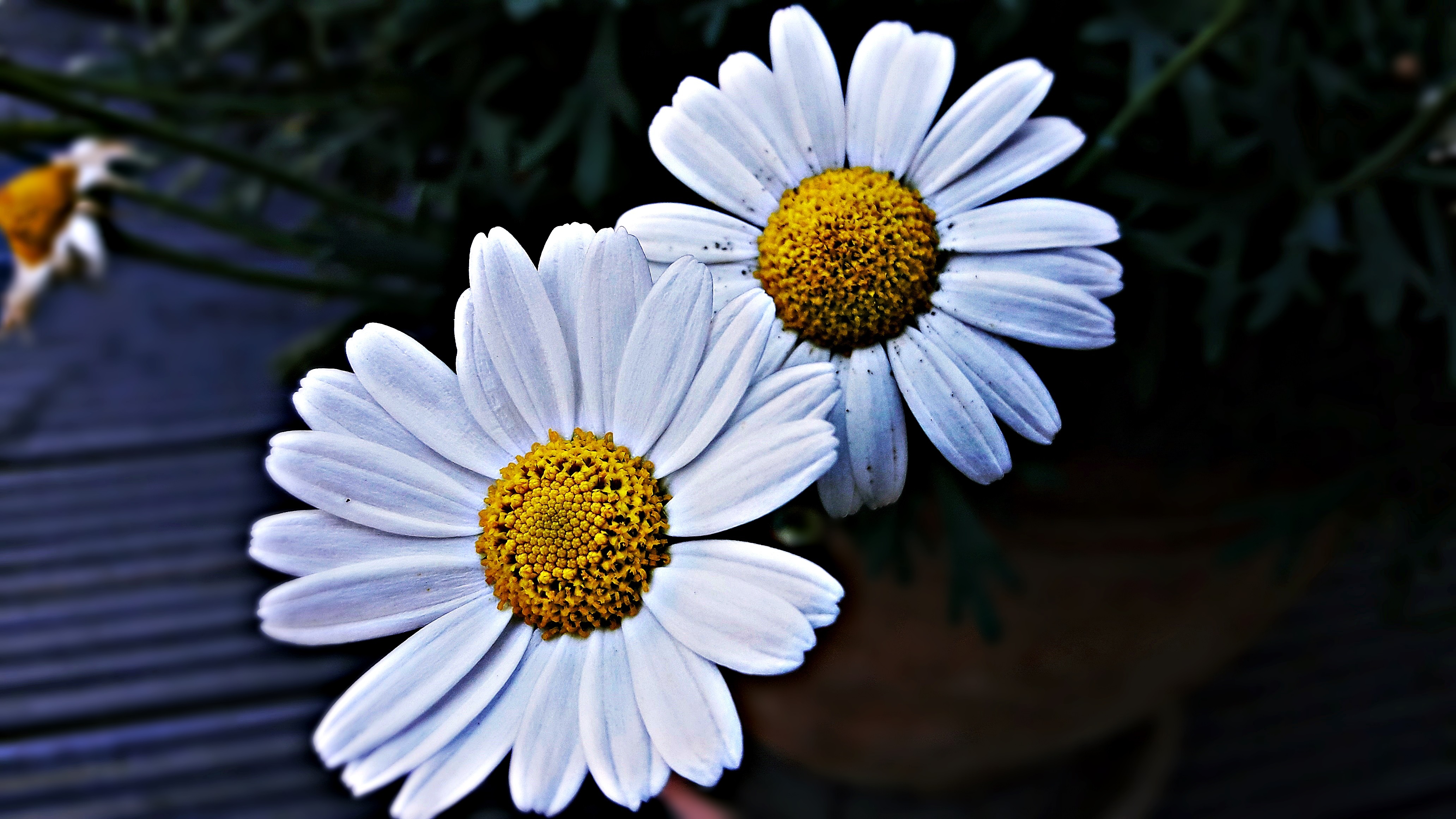 Обои лепестки, ромашки, крупным планом, белые цветы, petals, chamomile, closeup, white flowers разрешение 4128x2322 Загрузить