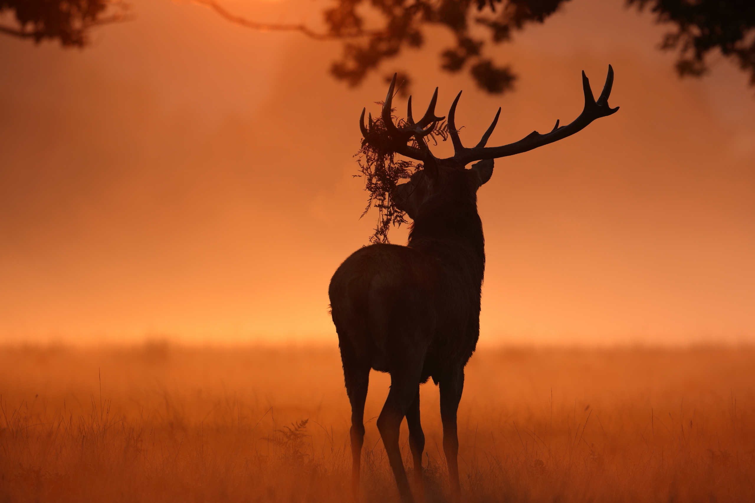 Обои природа, олень, животное, рога, солнечный свет, nature, deer, animal, horns, sunlight разрешение 2560x1707 Загрузить
