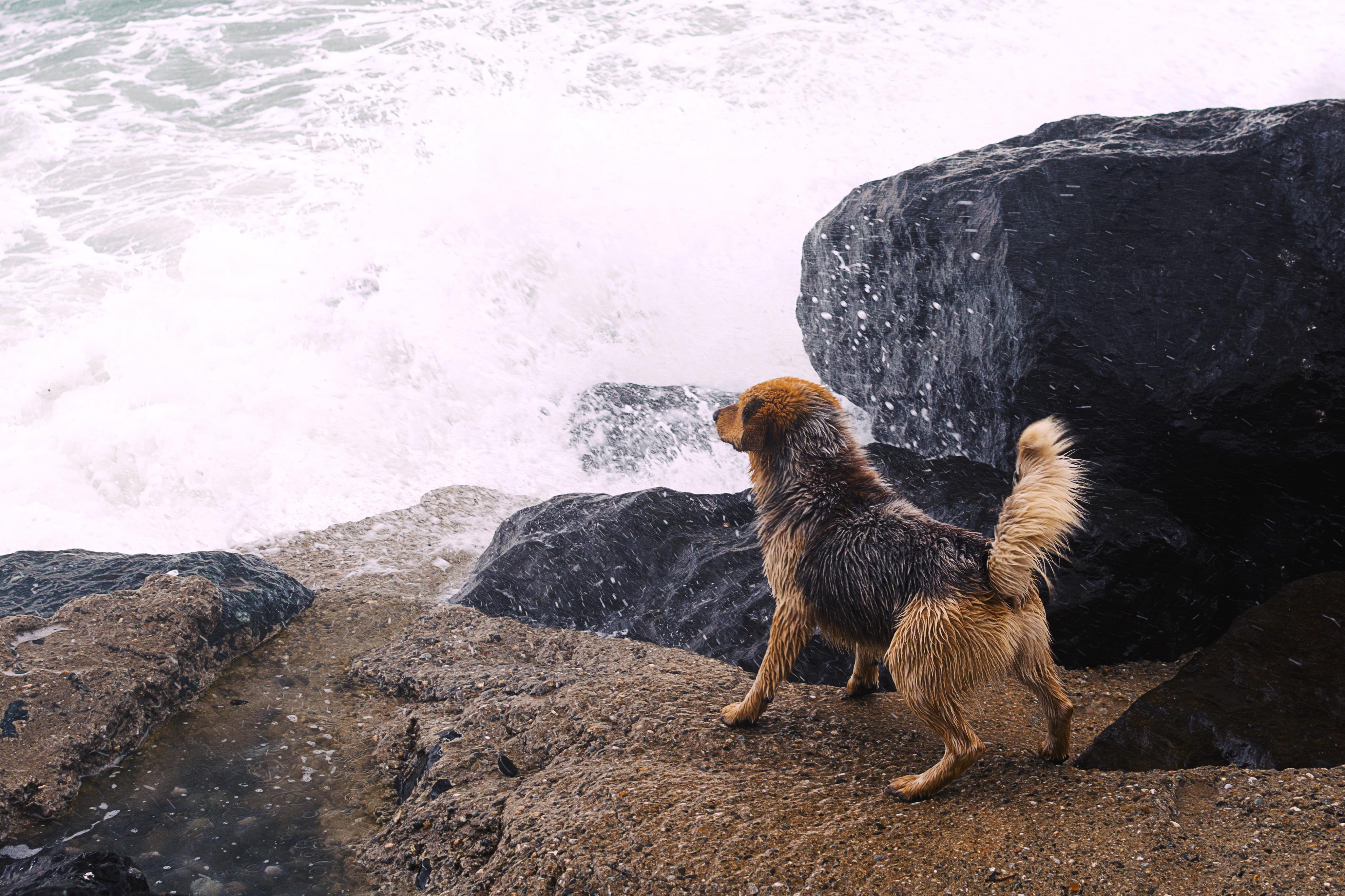 Обои река, камни, собака, всплеск, river, stones, dog, splash разрешение 4105x2736 Загрузить