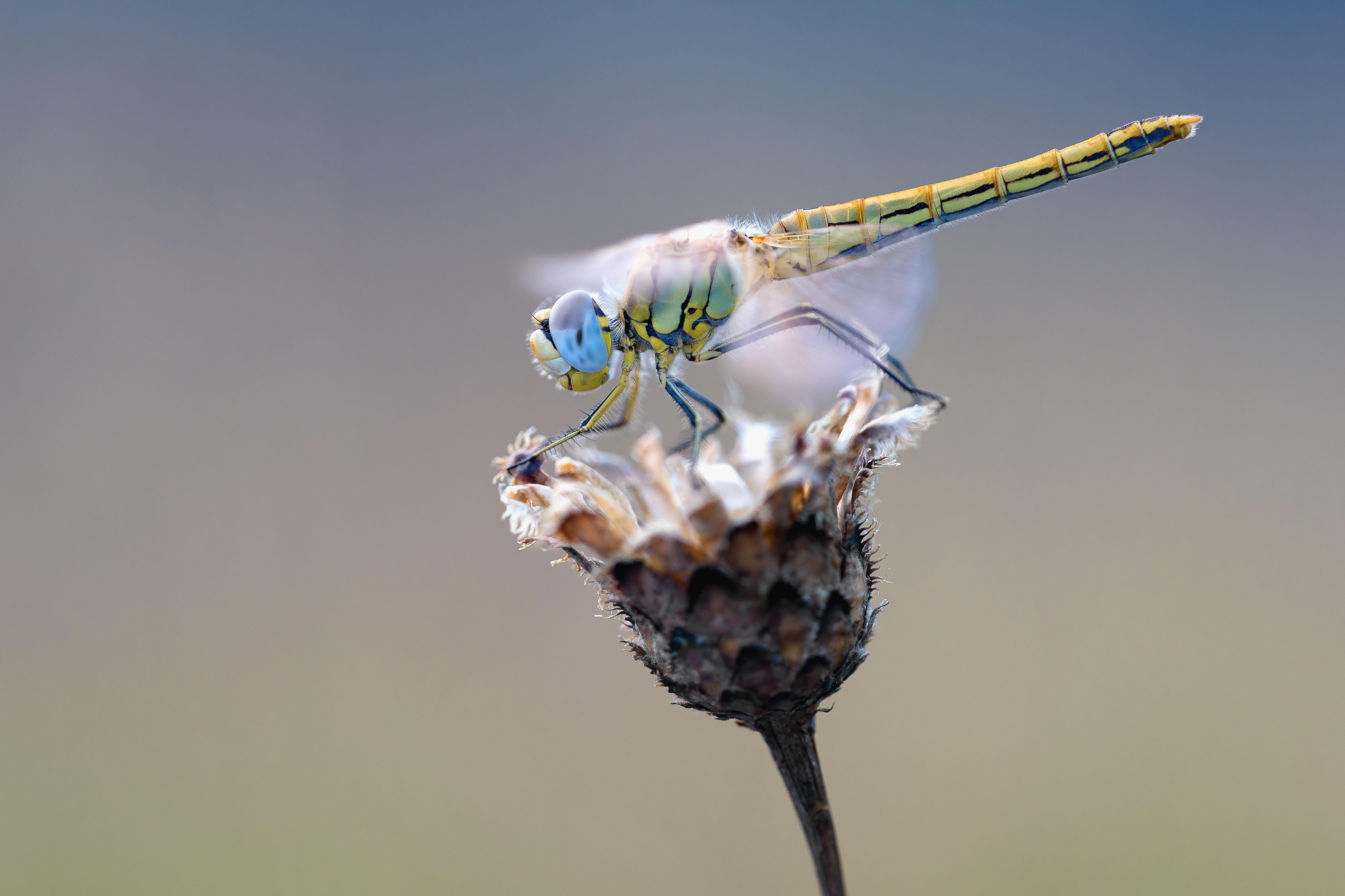 Обои макро, насекомое, крылья, стрекоза, растение, macro, insect, wings, dragonfly, plant разрешение 5315x3543 Загрузить