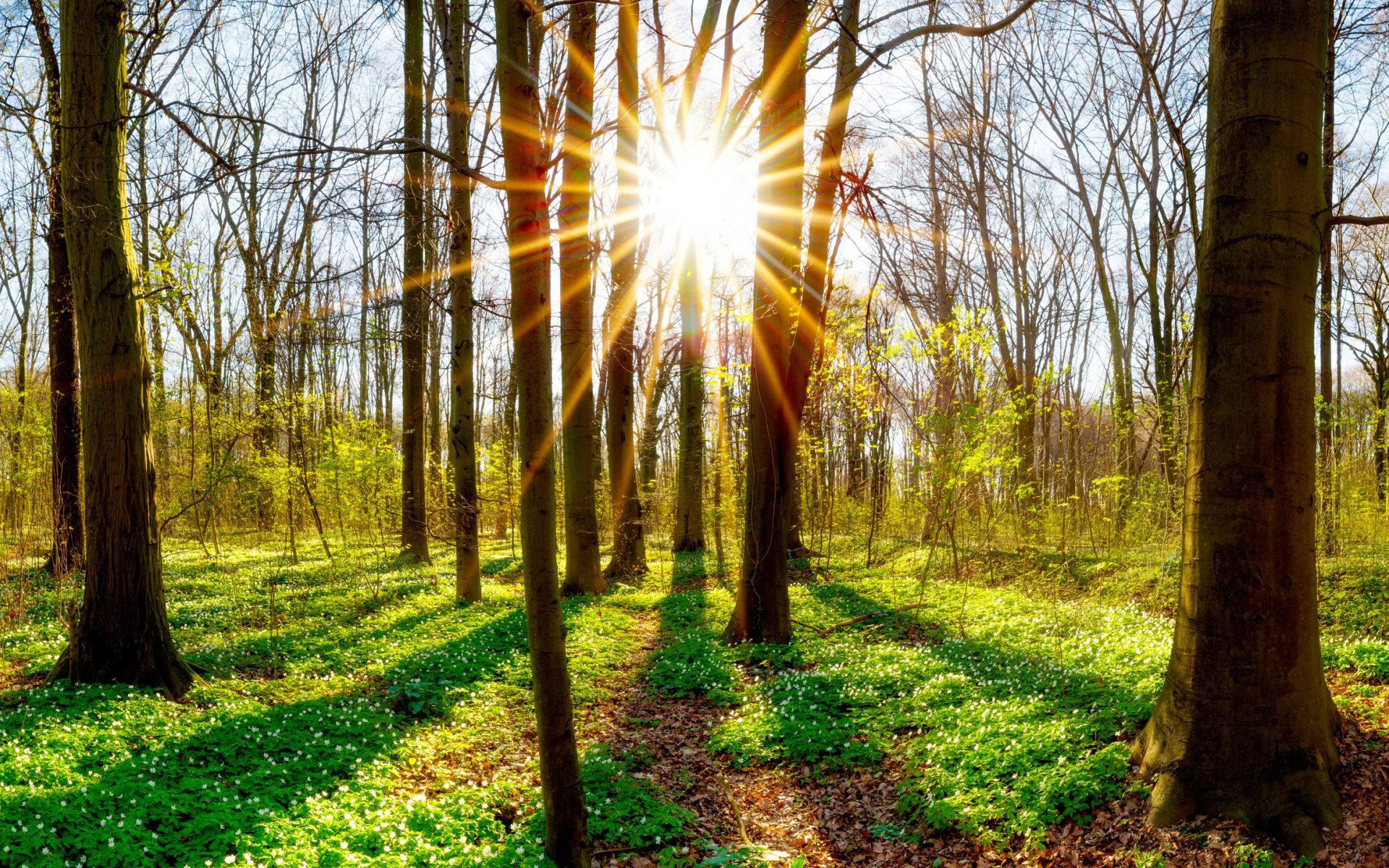 Обои деревья, солнце, природа, растения, лес, стволы, trees, the sun, nature, plants, forest, trunks разрешение 1920x1200 Загрузить