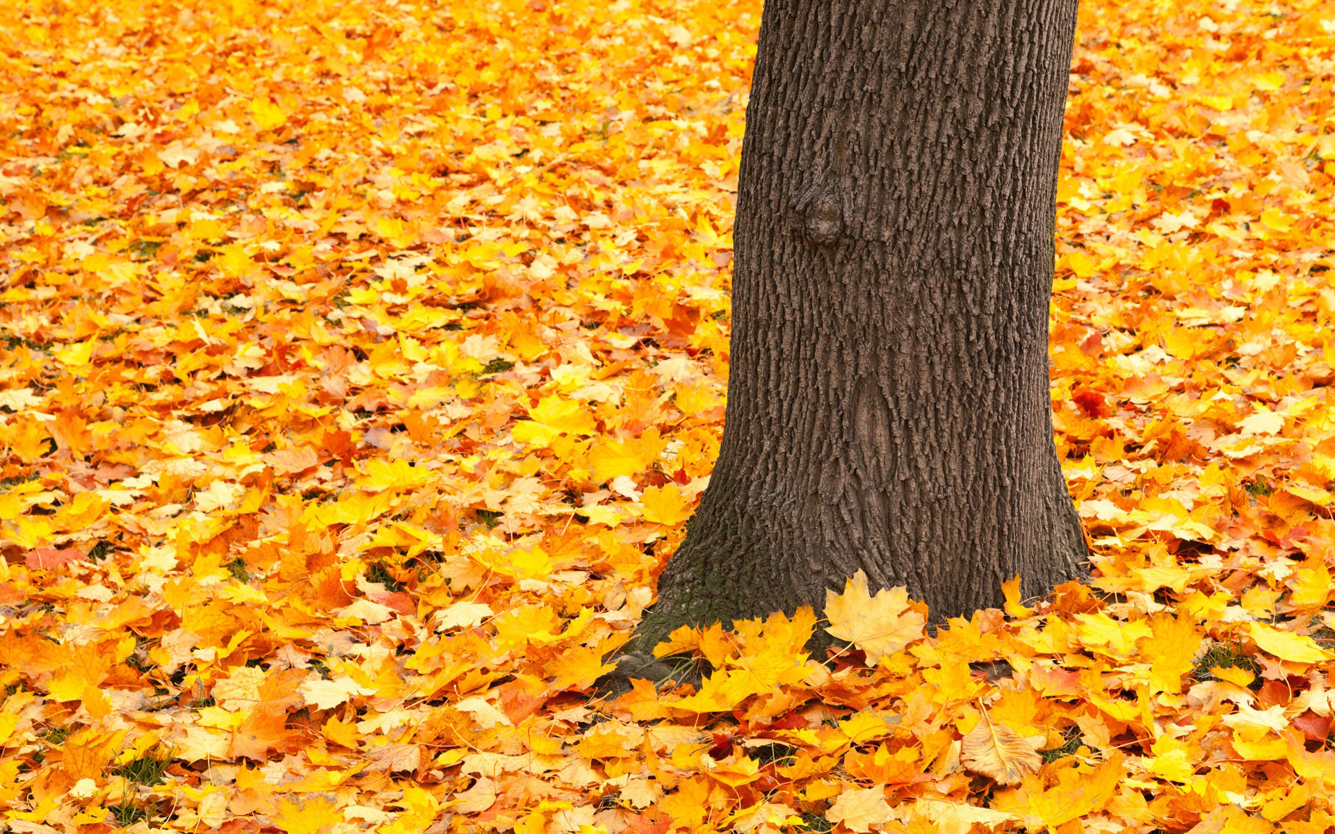 Обои природа, дерево, листья, парк, осень, nature, tree, leaves, park, autumn разрешение 1920x1200 Загрузить