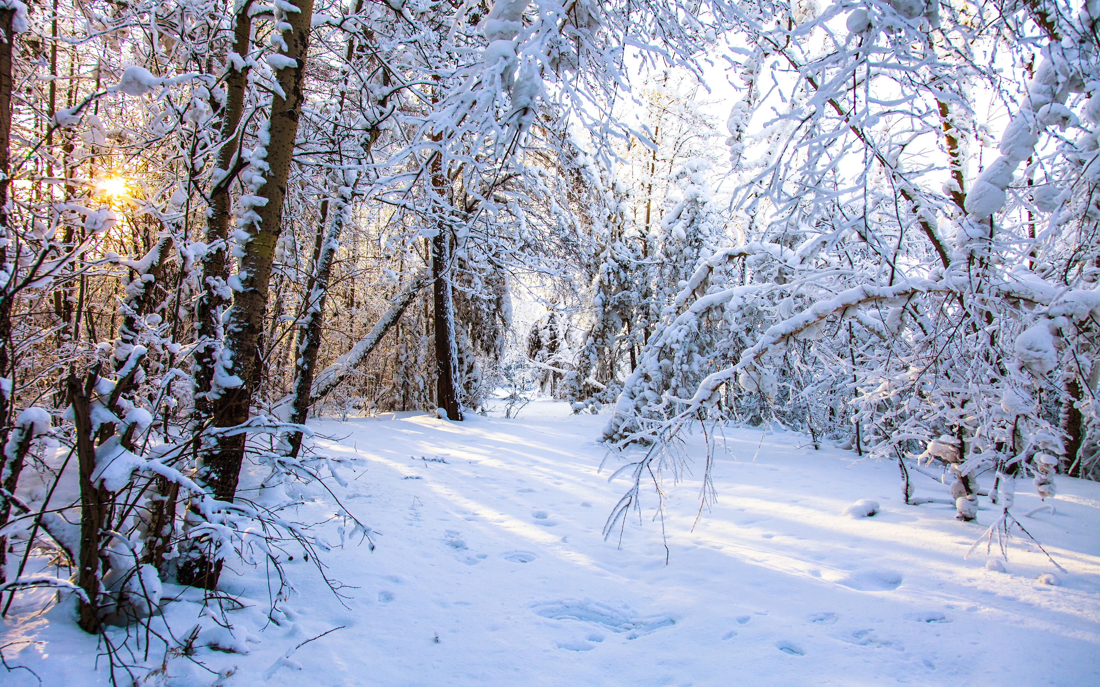Обои природа, лес, зима, valery chernodedov, nature, forest, winter разрешение 3840x2400 Загрузить