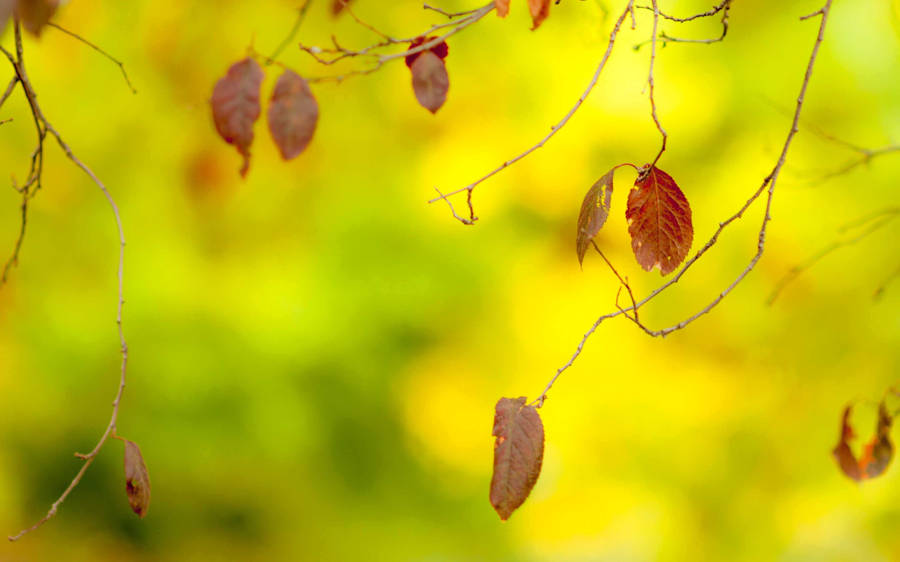 Обои листья, макро, ветки, осень, размытость, leaves, macro, branches, autumn, blur разрешение 2880x1800 Загрузить