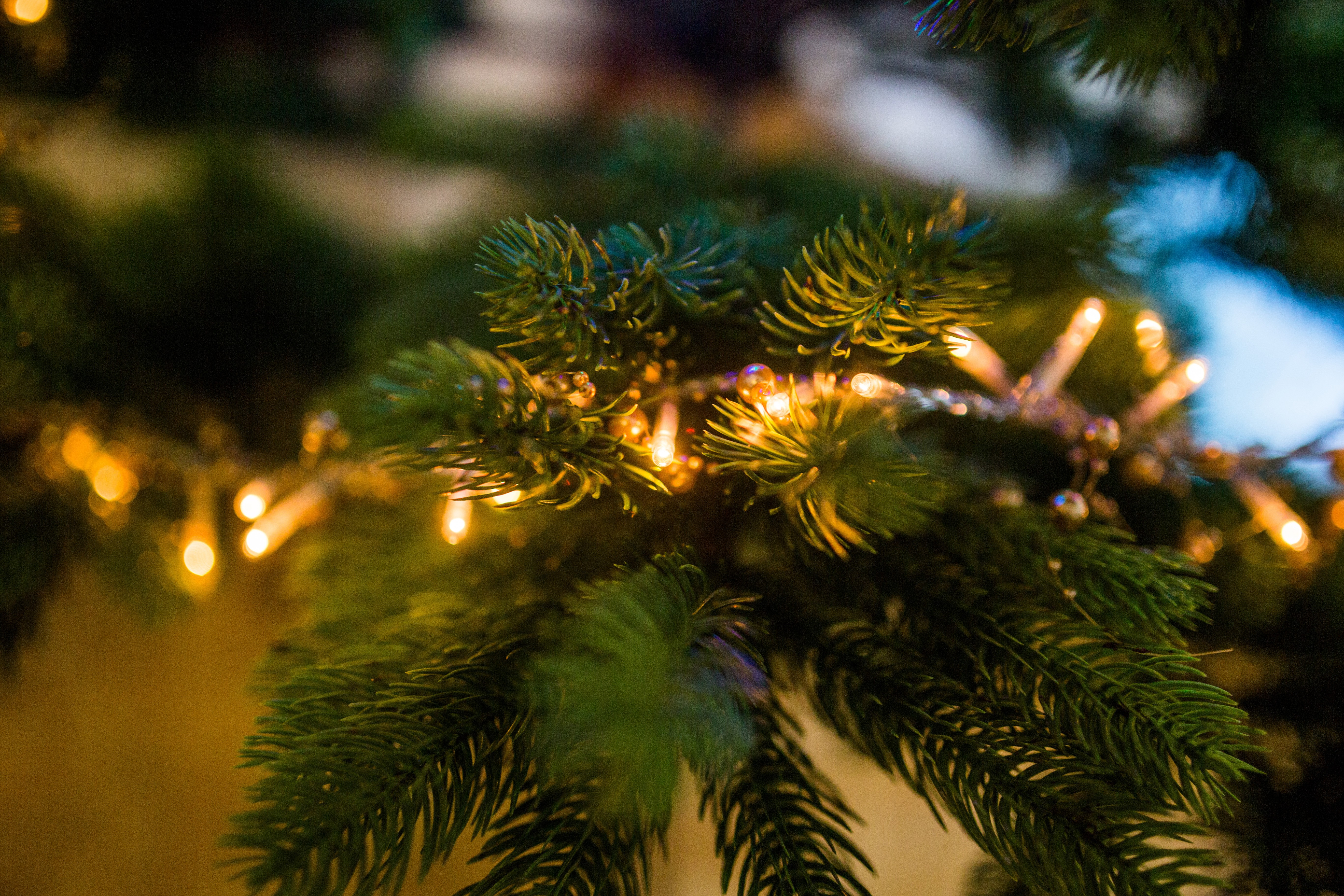 Обои новый год, елка, хвоя, ветки, рождество, огоньки, гирлянда, new year, tree, needles, branches, christmas, lights, garland разрешение 5472x3648 Загрузить