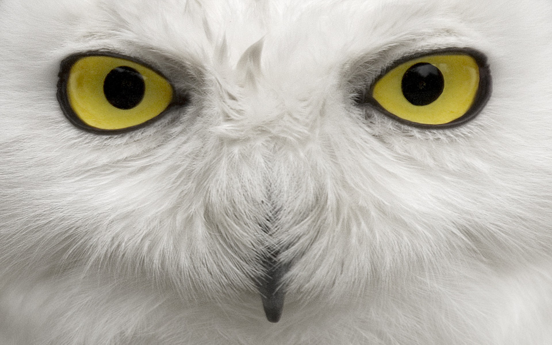 Обои глаза, сова, взгляд, птица, клюв, перья, полярная сова, белая сова, eyes, owl, look, bird, beak, feathers, snowy owl, white owl разрешение 1920x1200 Загрузить