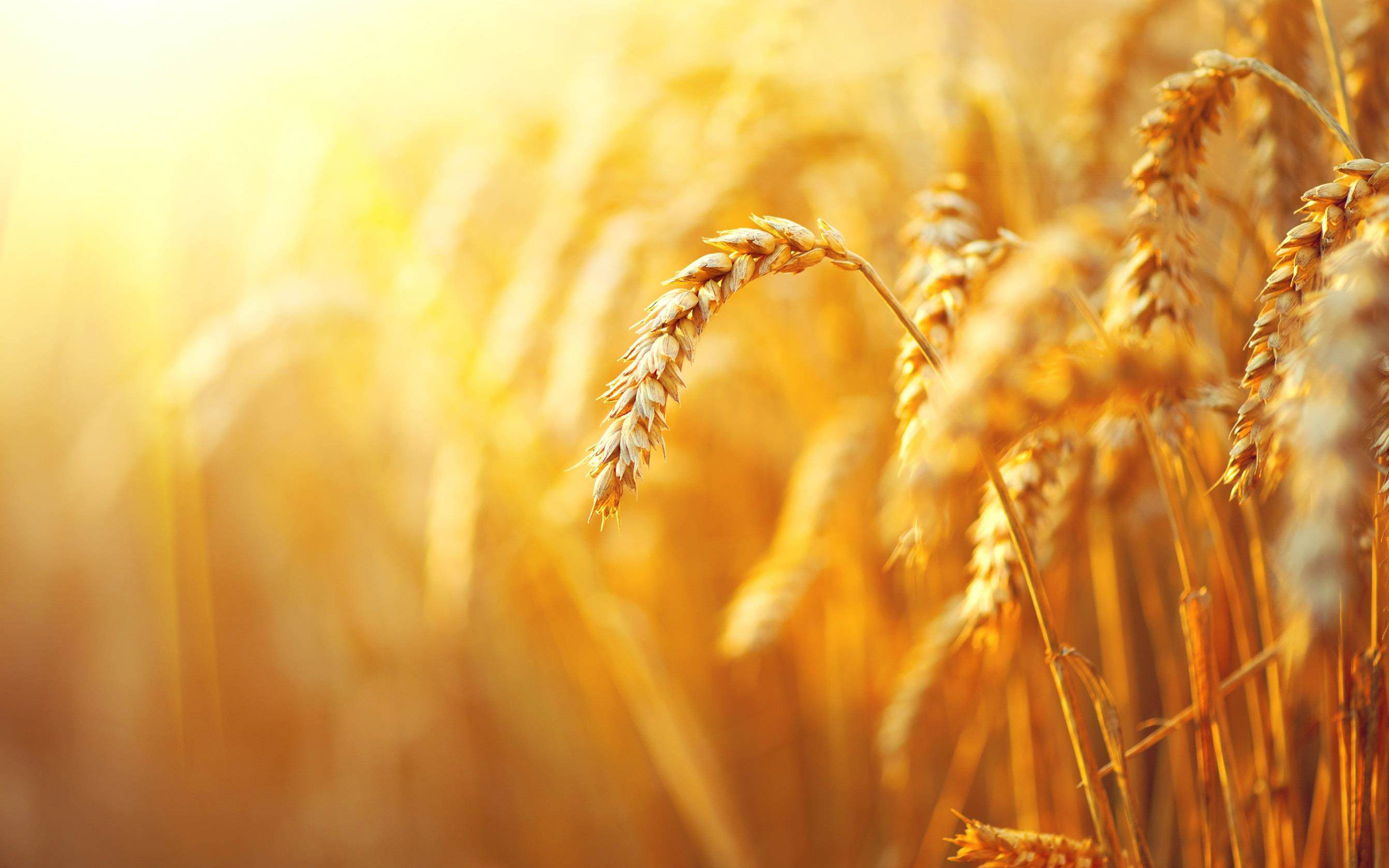 Обои природа, макро, поле, размытость, колосья, пшеница, злаки, nature, macro, field, blur, ears, wheat, cereals разрешение 2560x1600 Загрузить