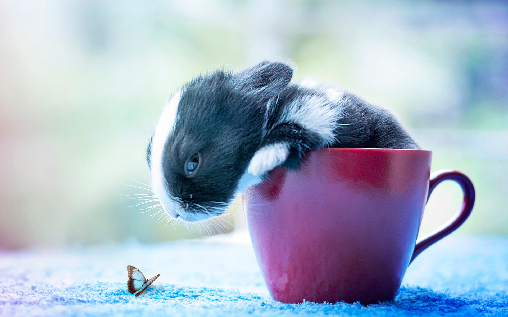 Обои насекомое, бабочка, кружка, кролик, зайчик, insect, butterfly, mug, rabbit, bunny разрешение 1920x1200 Загрузить