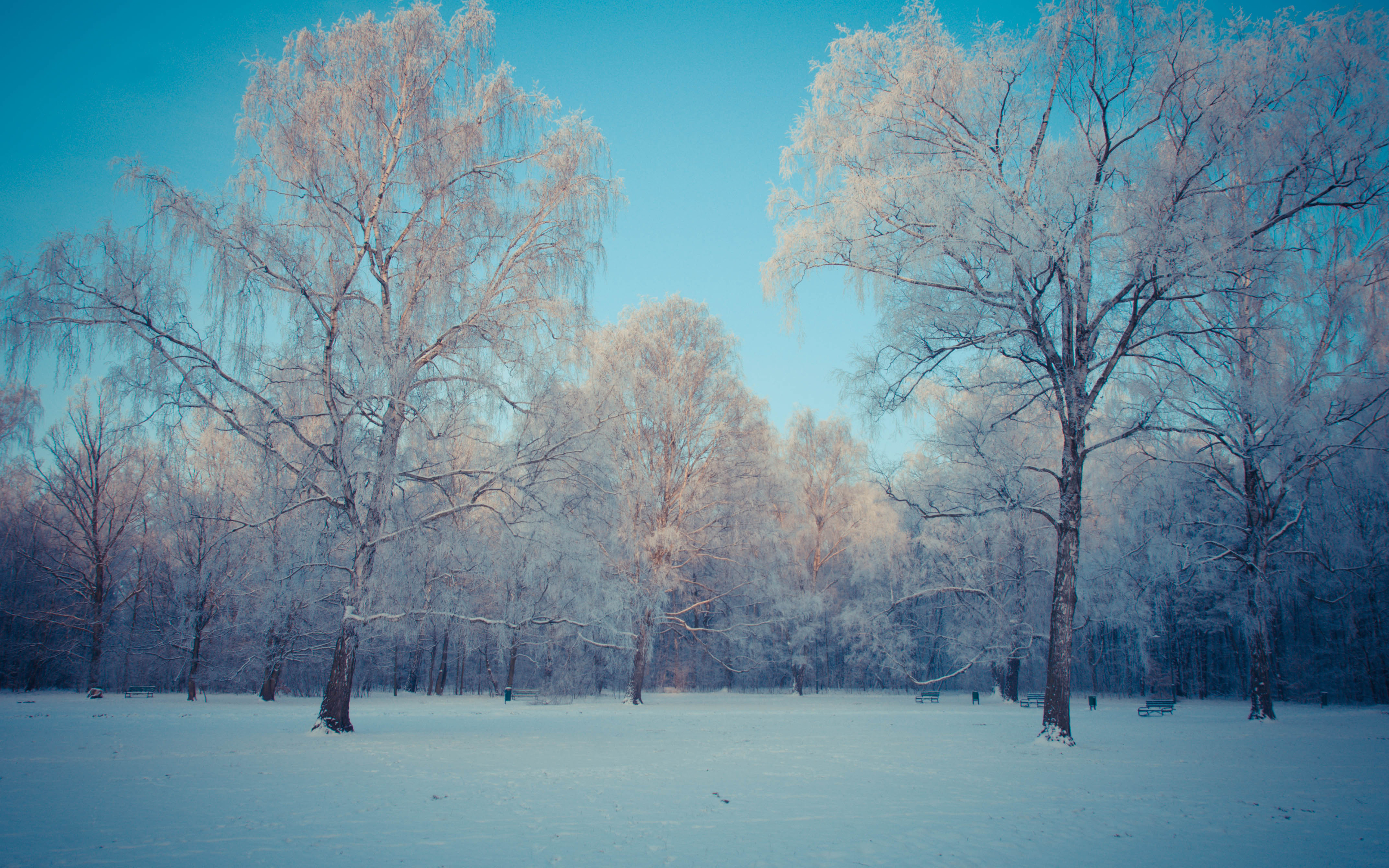 Обои небо, деревья, снег, природа, лес, зима, березы, kamil porembinski, the sky, trees, snow, nature, forest, winter, birch разрешение 3840x2400 Загрузить