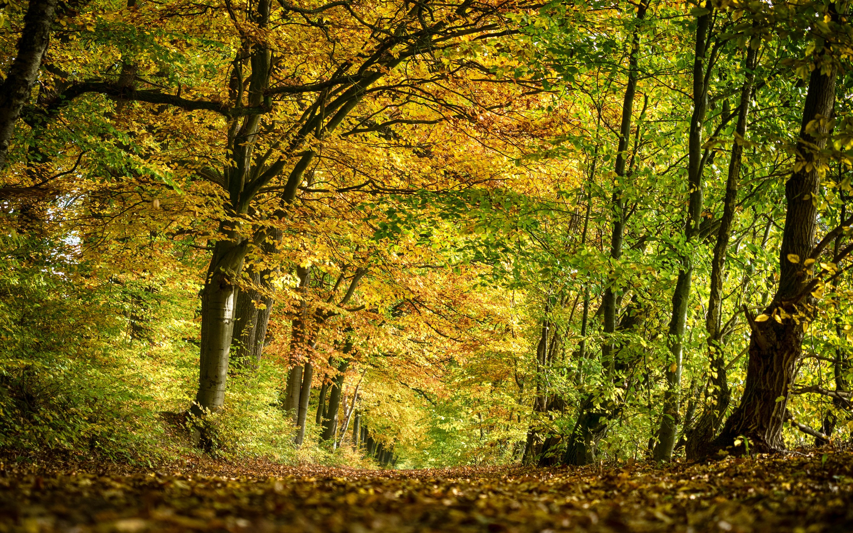 Обои деревья, природа, лес, парк, осень, trees, nature, forest, park, autumn разрешение 2880x1800 Загрузить