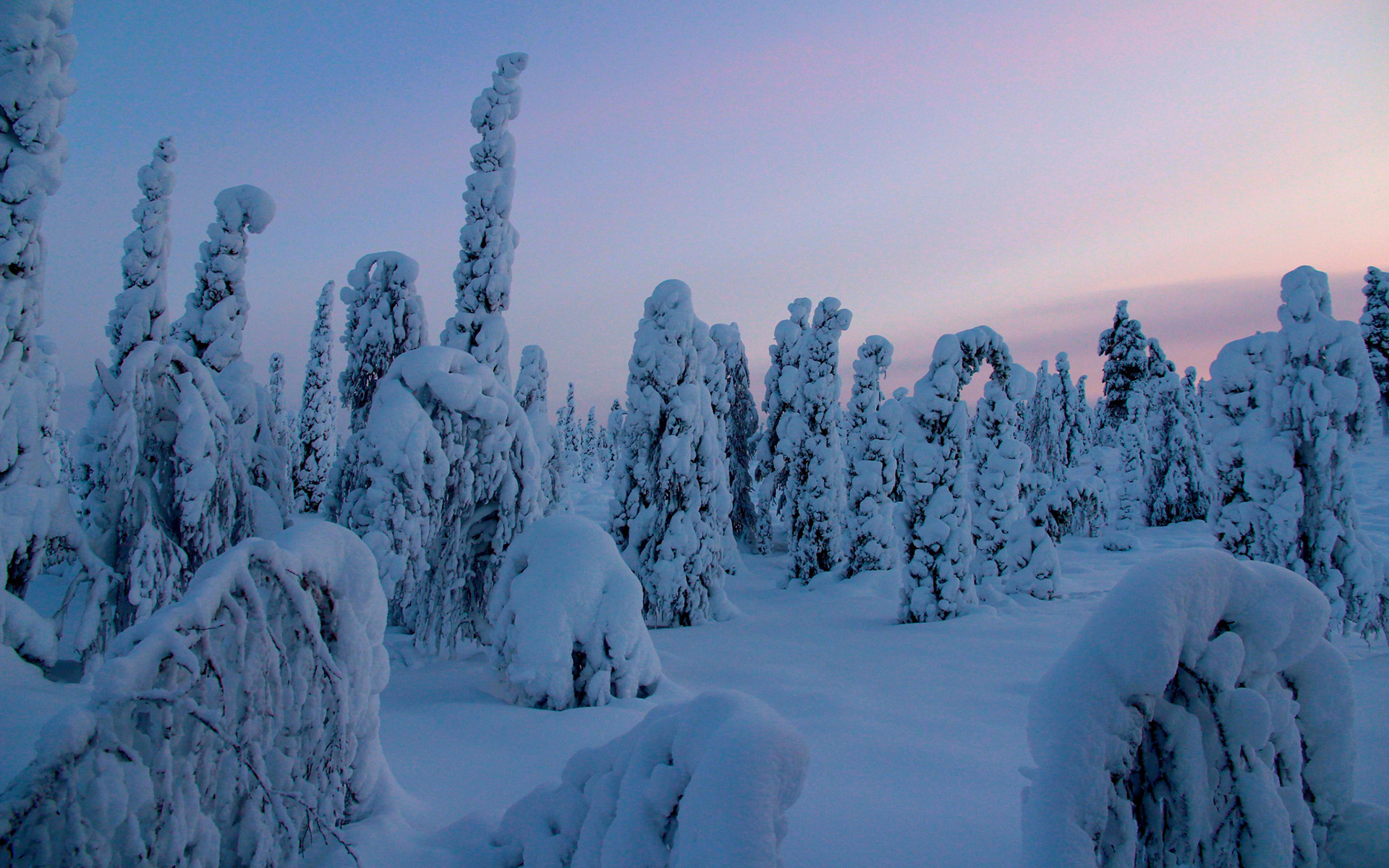 Обои деревья, снег, природа, лес, зима, trees, snow, nature, forest, winter разрешение 1920x1200 Загрузить