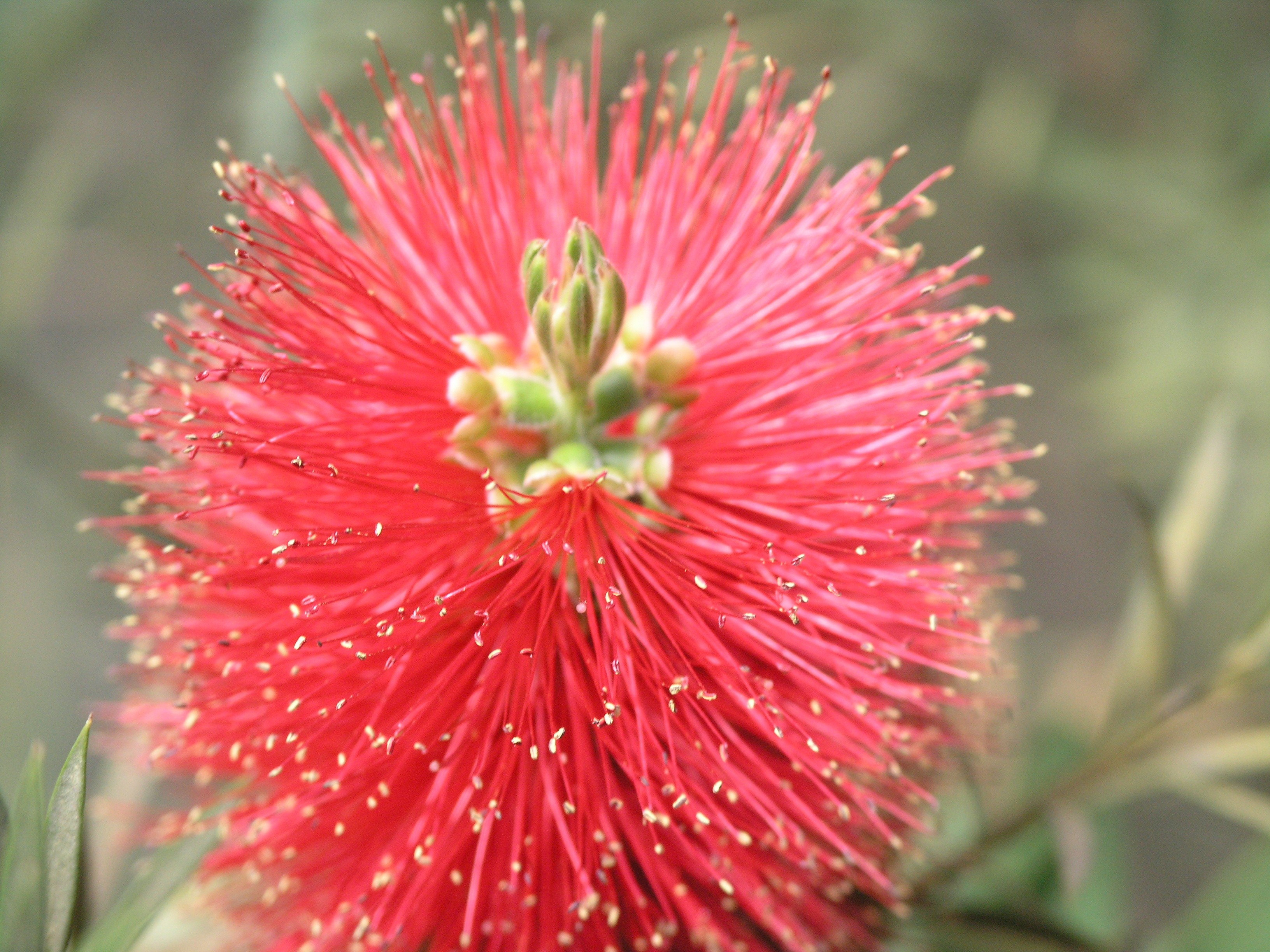 Обои цветы, растение, каллистемон, brush flower, flowers, plant, callistemon разрешение 3264x2448 Загрузить