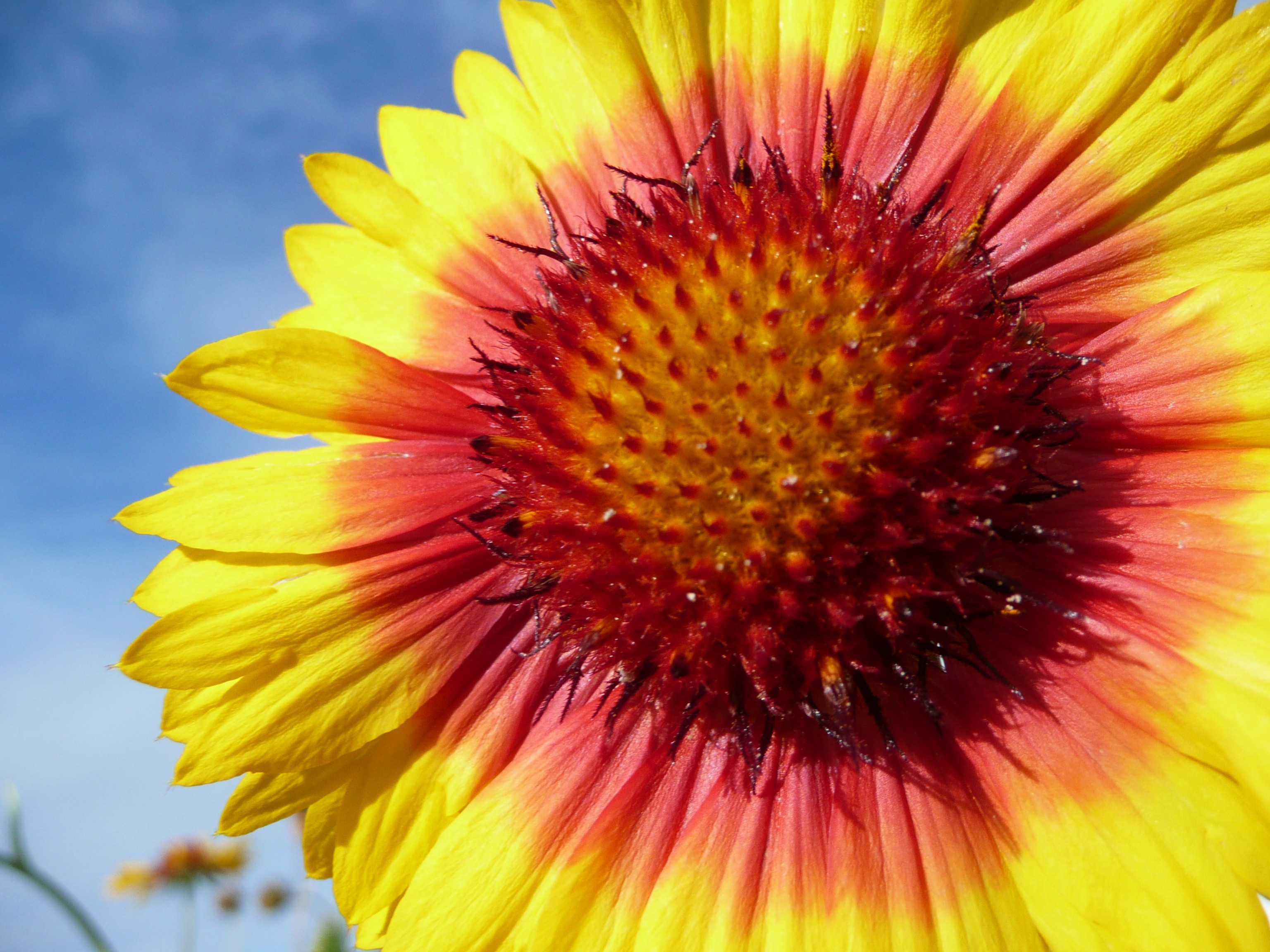 Обои небо, макро, цветок, лепестки, гайлардия, the sky, macro, flower, petals, gaylardiya разрешение 3072x2304 Загрузить