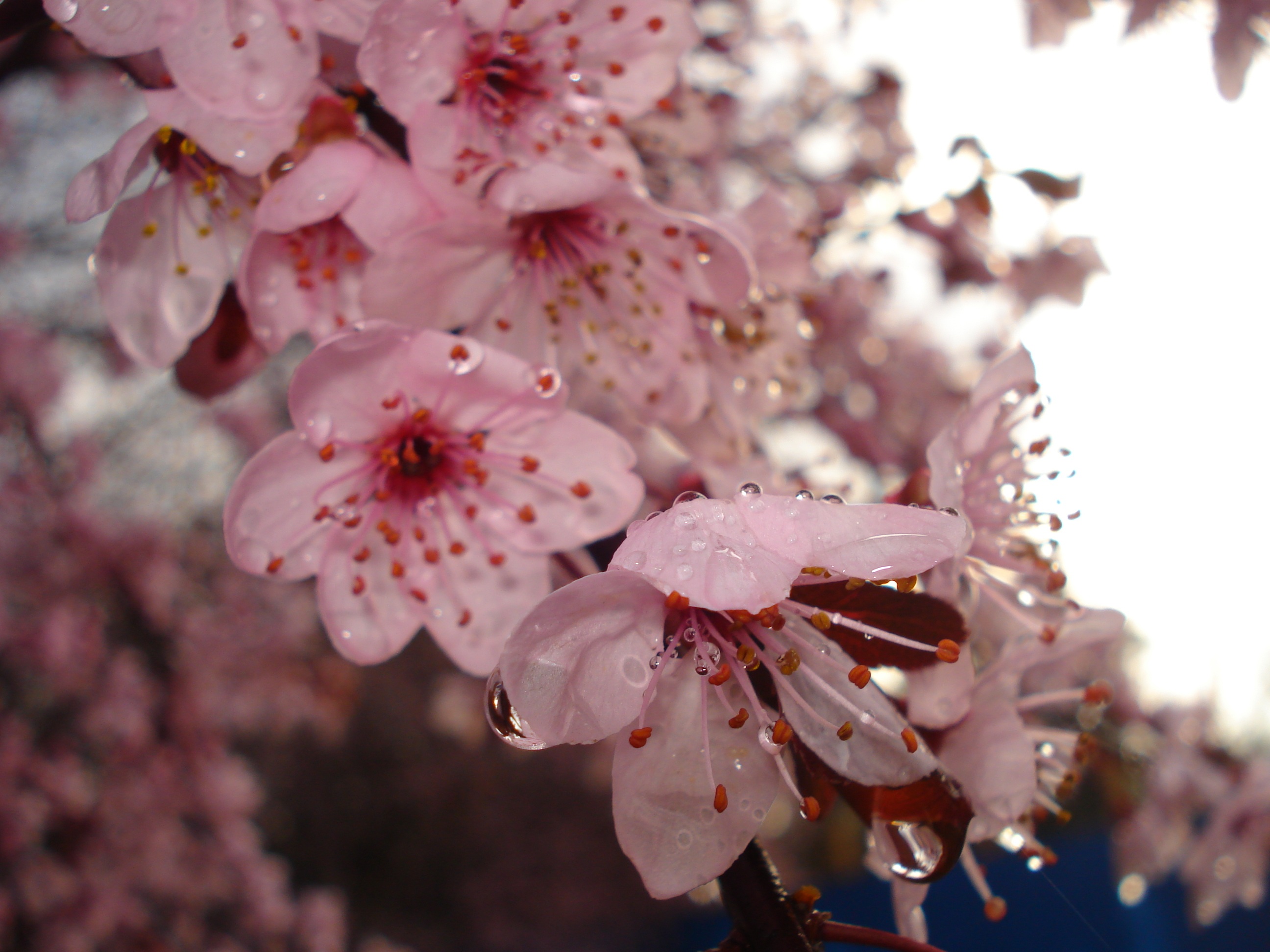 Обои цветение, весна, вишня, капли воды, flowering, spring, cherry, water drops разрешение 2592x1944 Загрузить