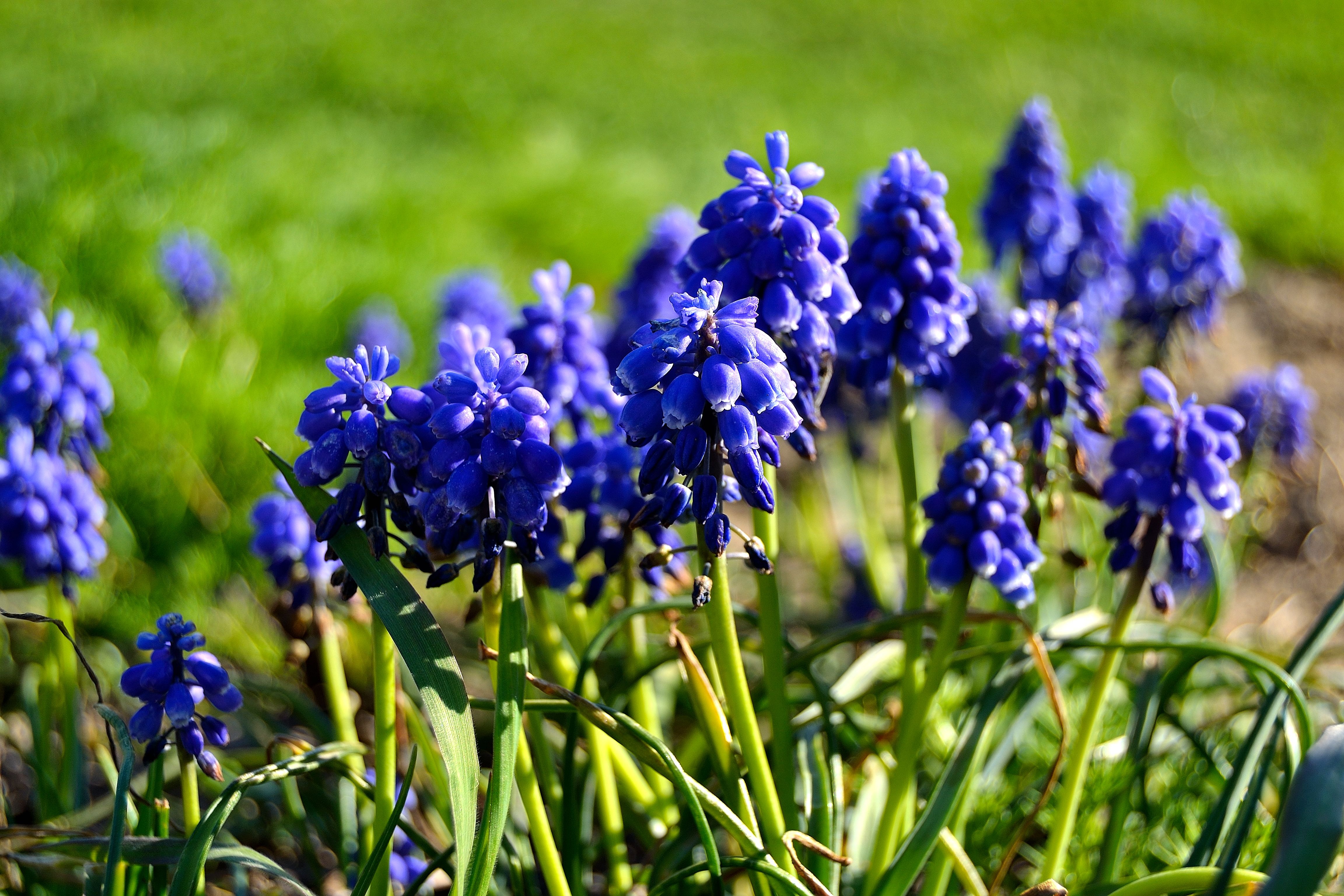 Обои цветы, весна, мускари, flowers, spring, muscari разрешение 4608x3072 Загрузить